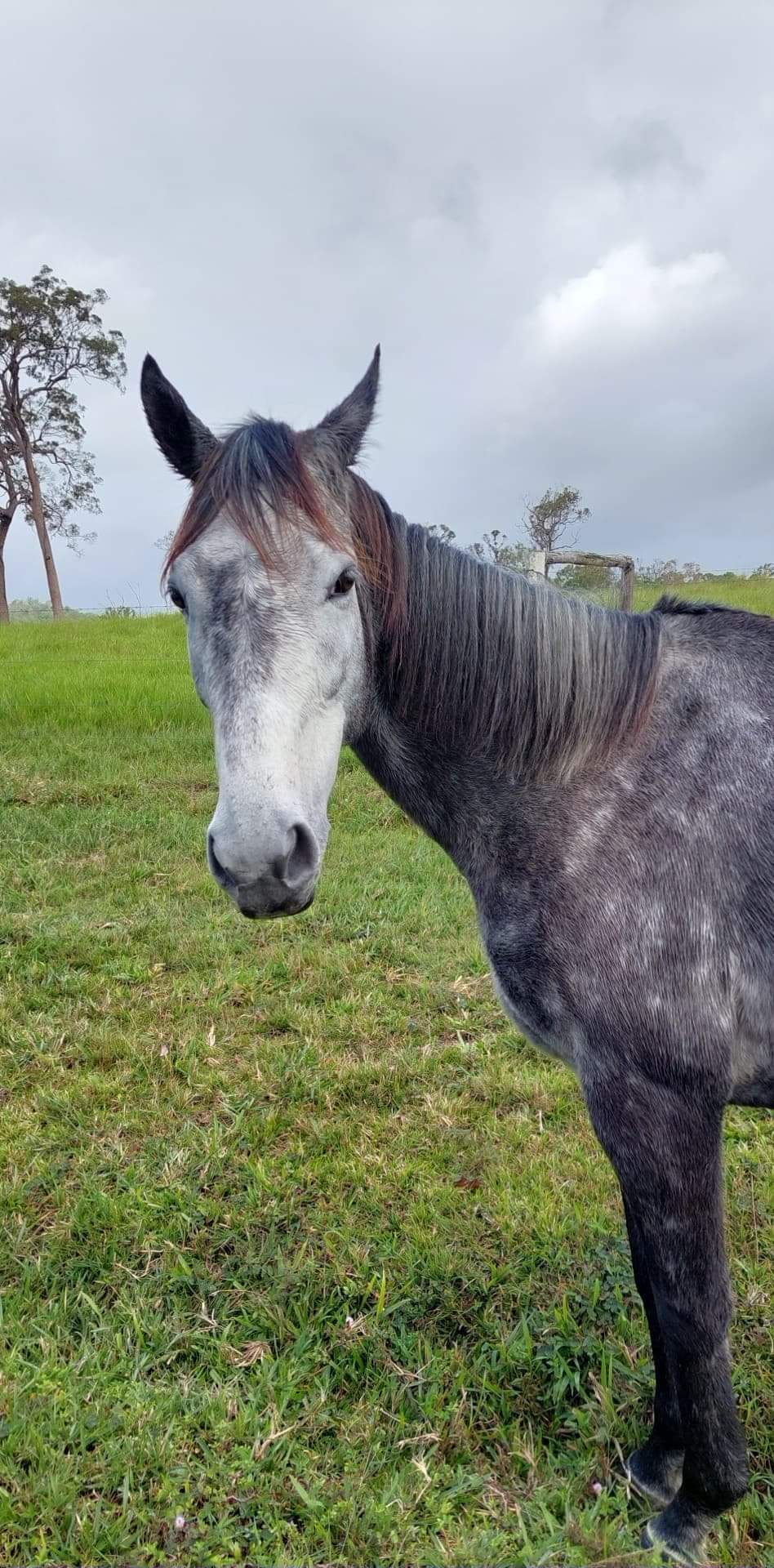 Betty!, very sweet & friendly ex racehorse