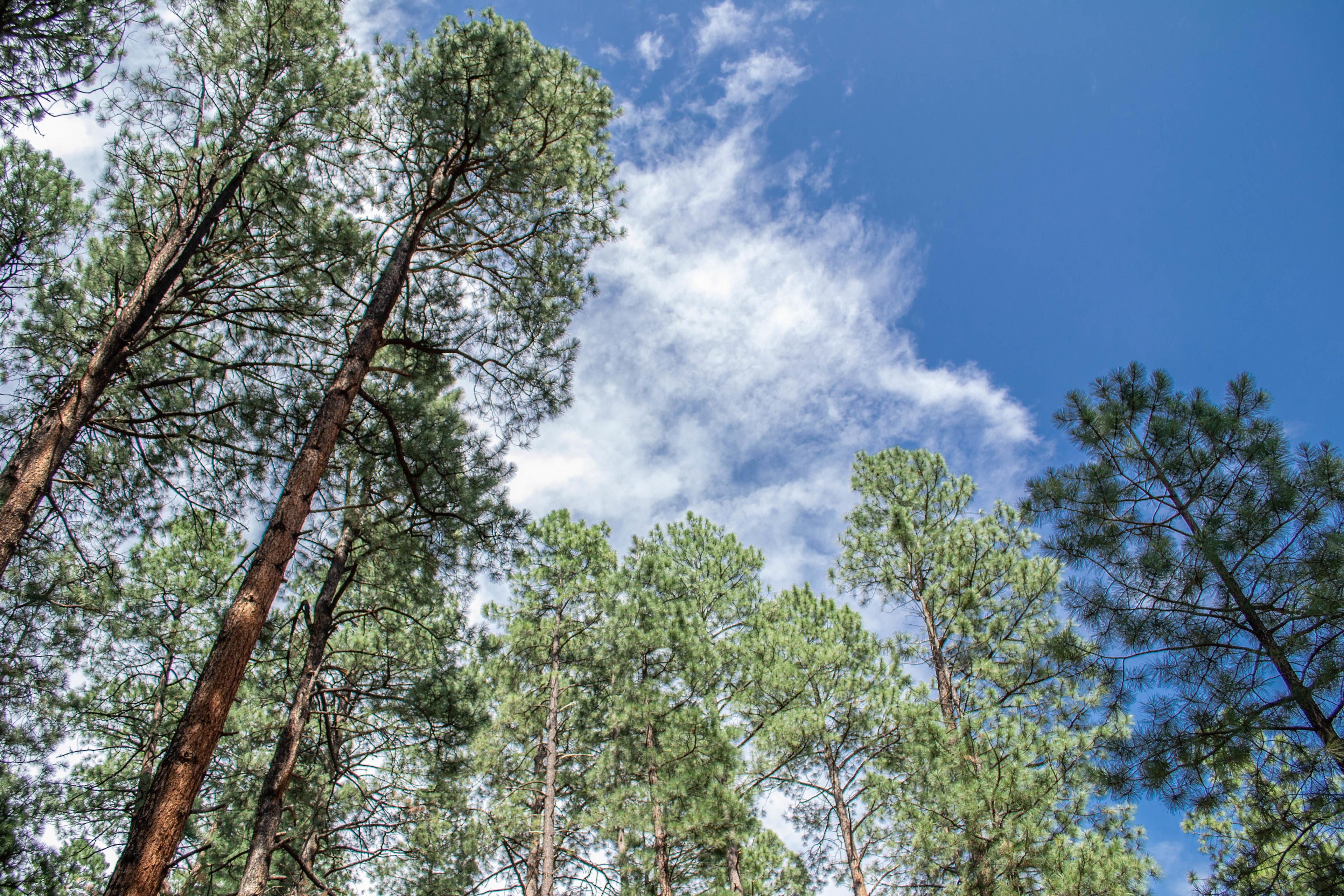 The ponderosa pines are huge and make the whole park smell so good! 