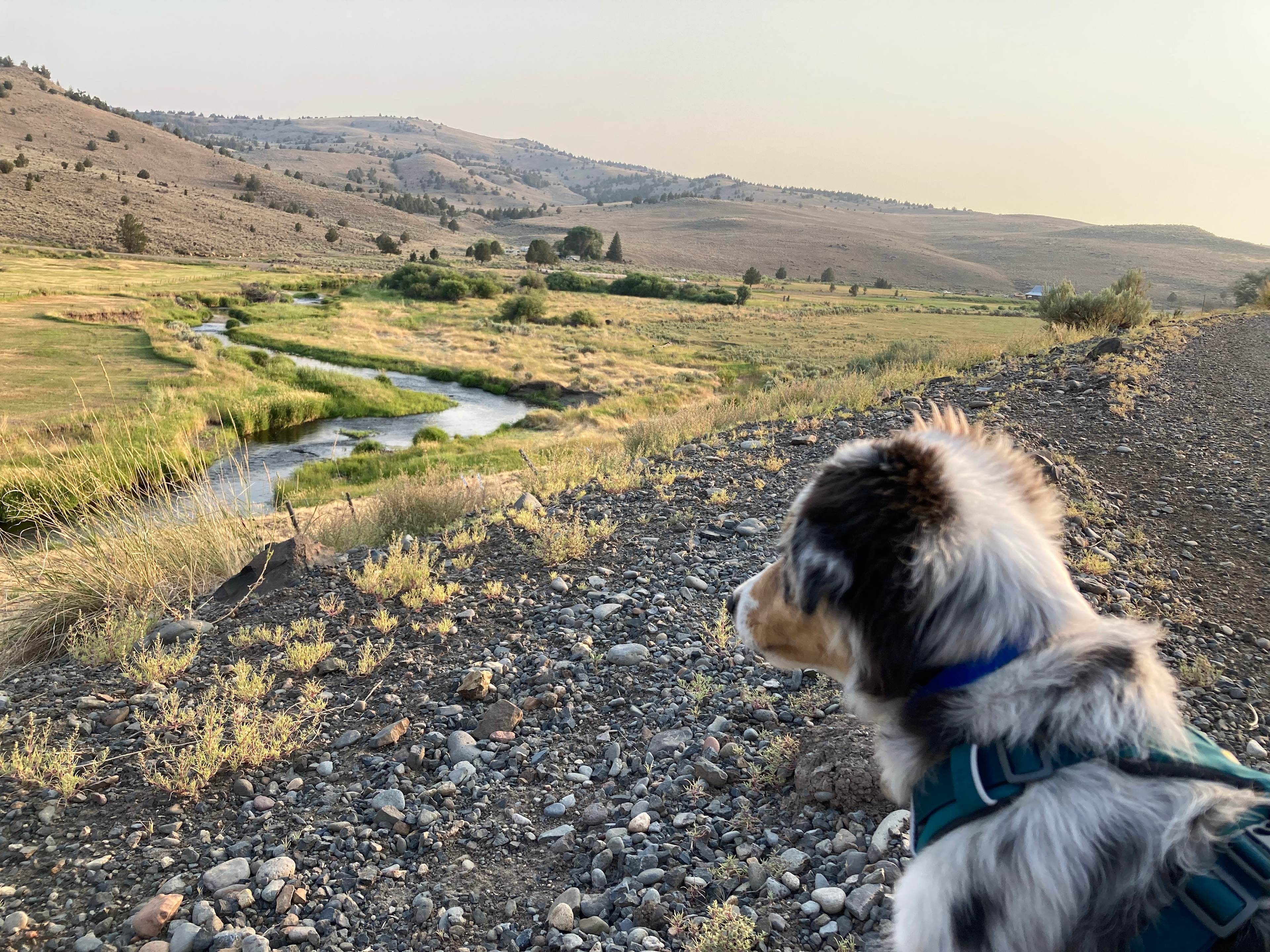 Pup sees some sheep across the street