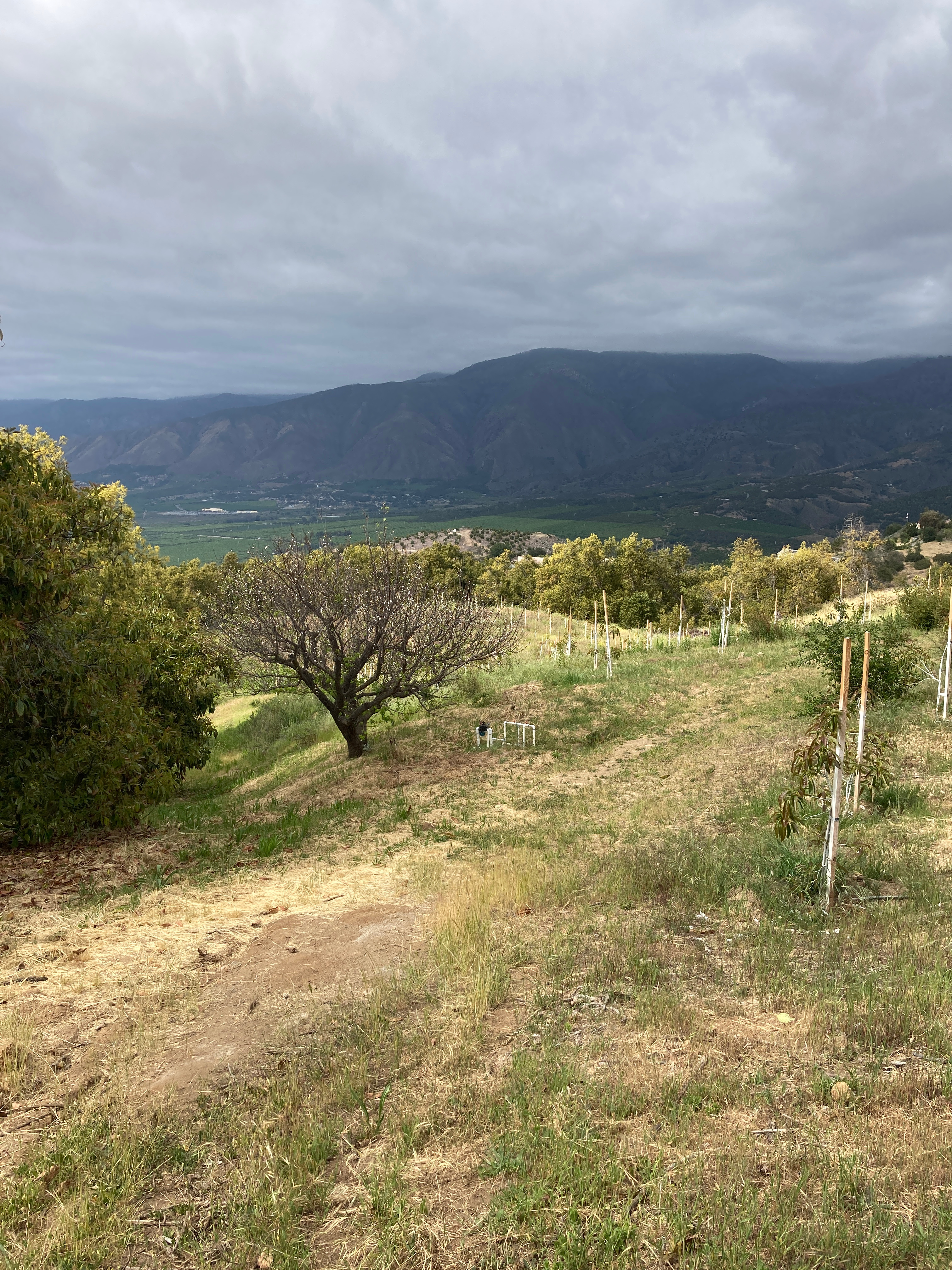 Avocado Grove with Valley Views