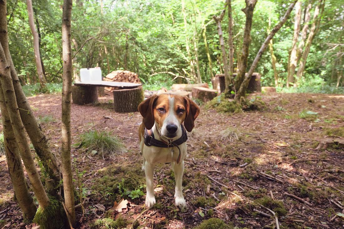 Oak & Ash & Thorn in the Cotswolds