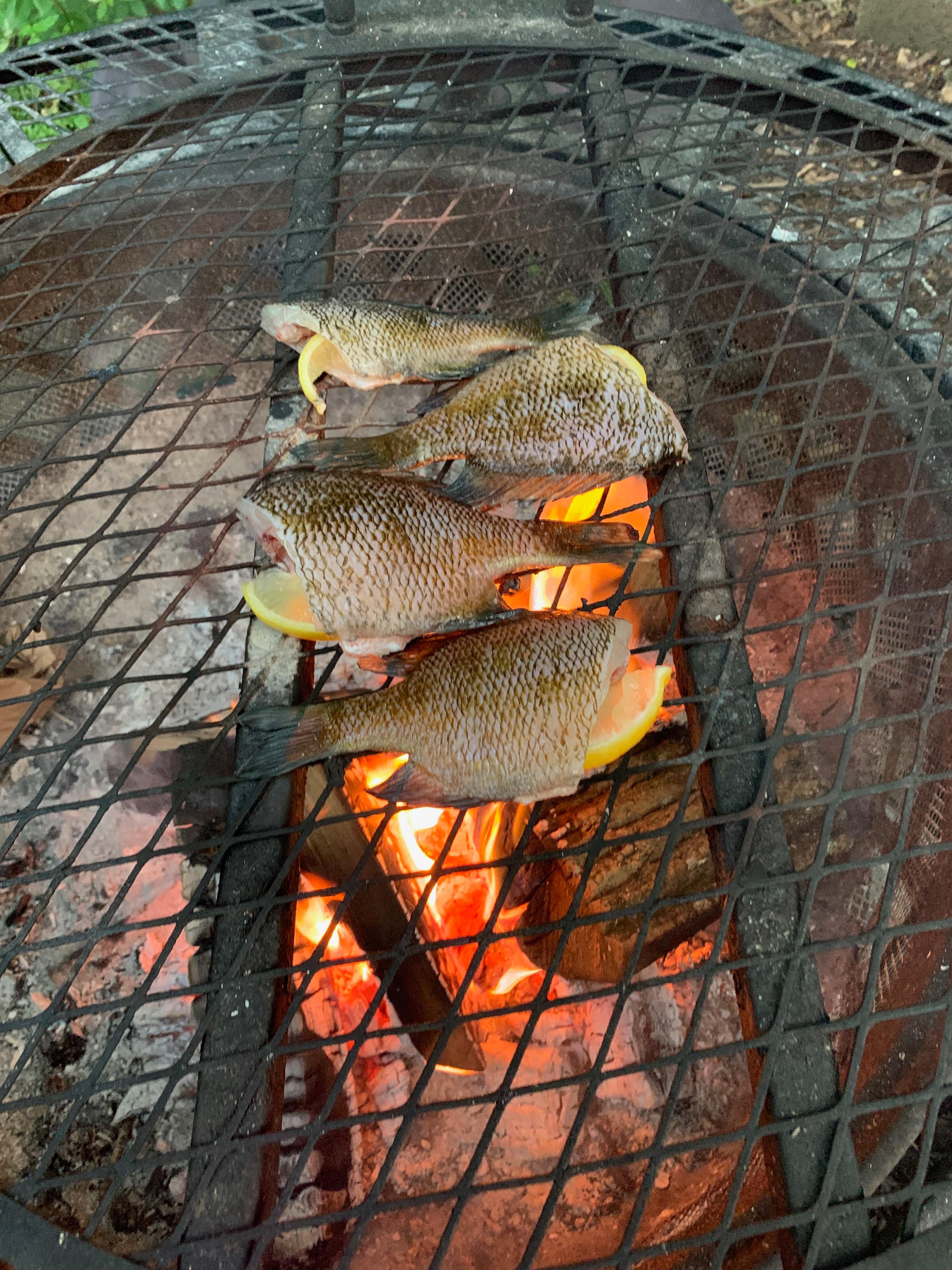 Dinner caught at William's Pond nearby