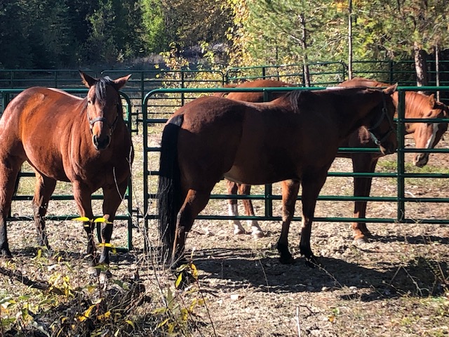 BnR Horse Ranch