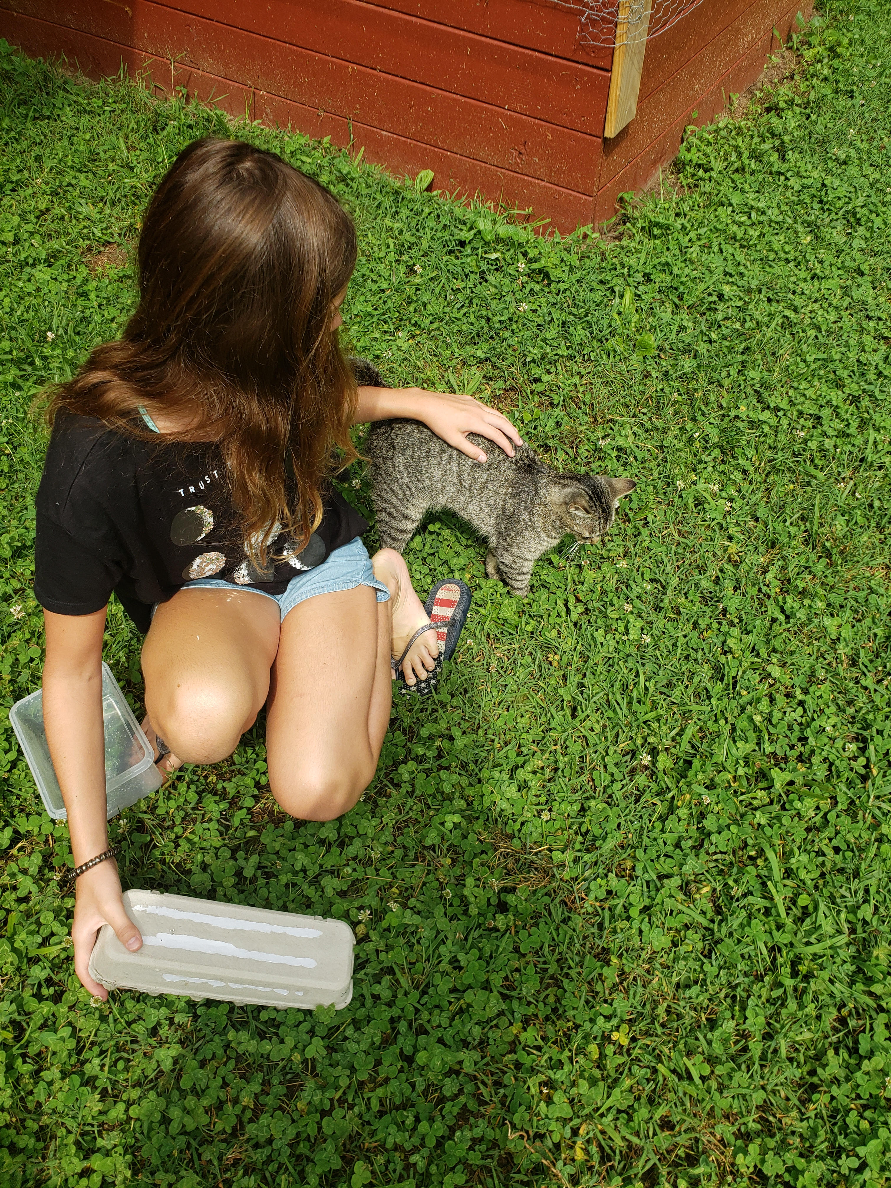 Guests can hang out with our chickens or kittens! 