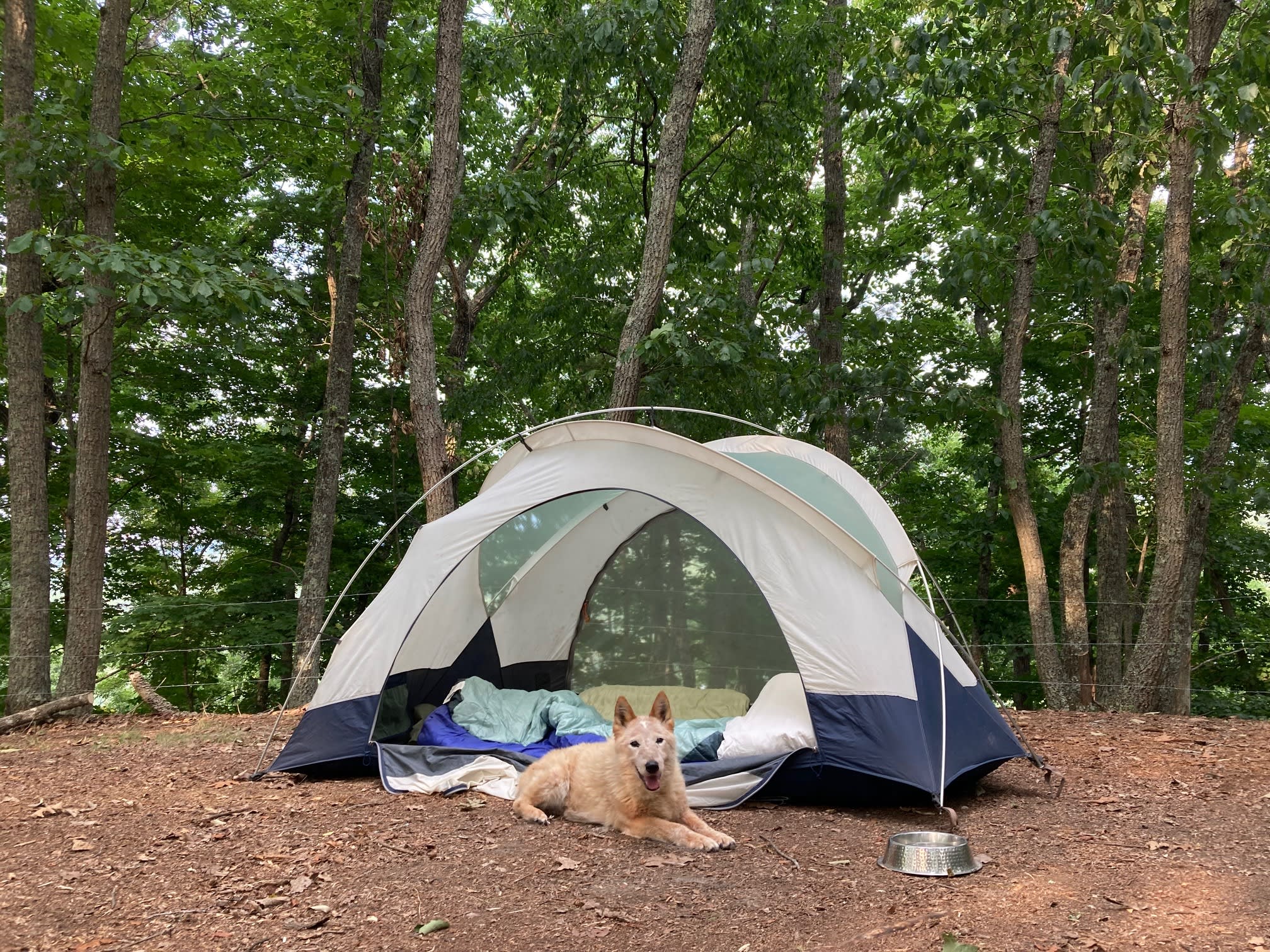 Grateful my pup was welcome as well.