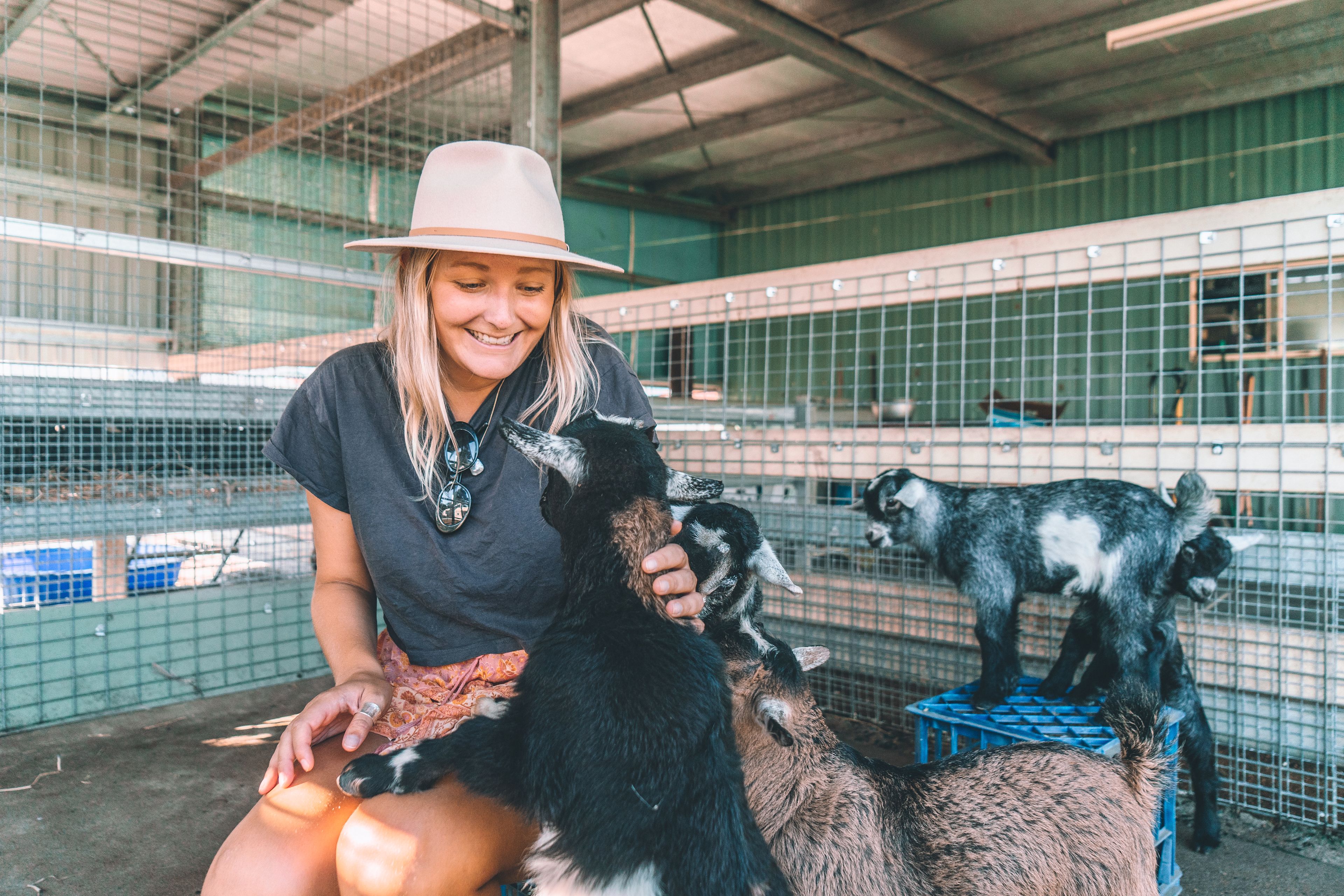Playing with the goats