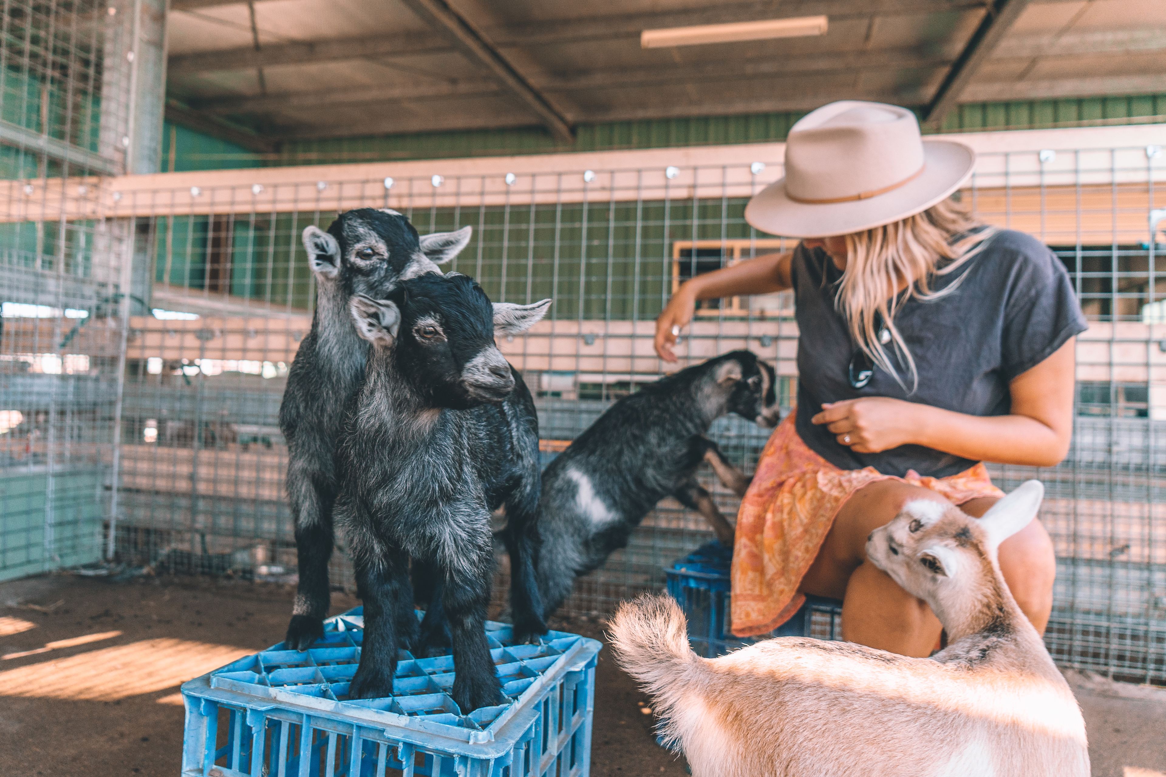 Baby goats :)