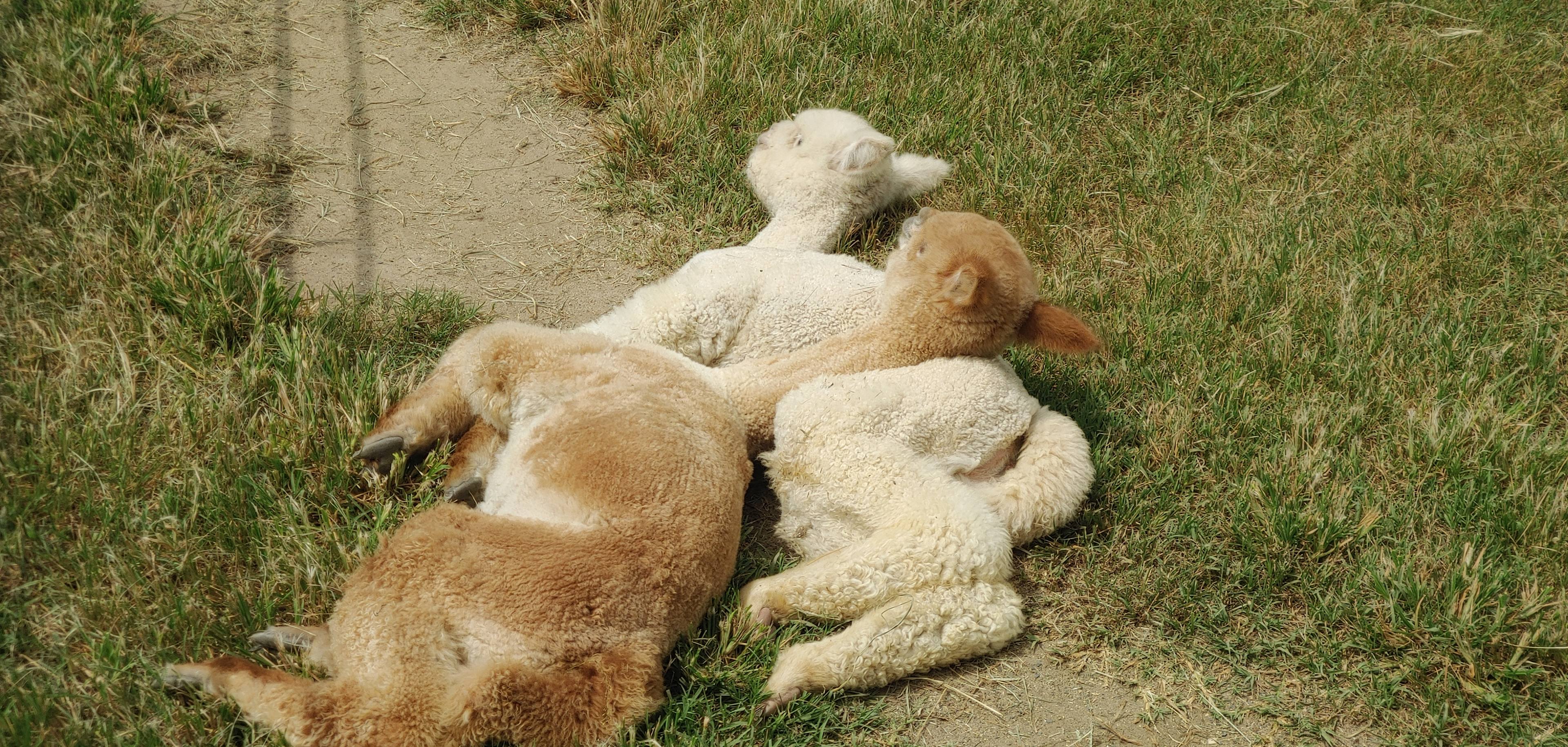 Outstanding Dreams Alpaca Farm