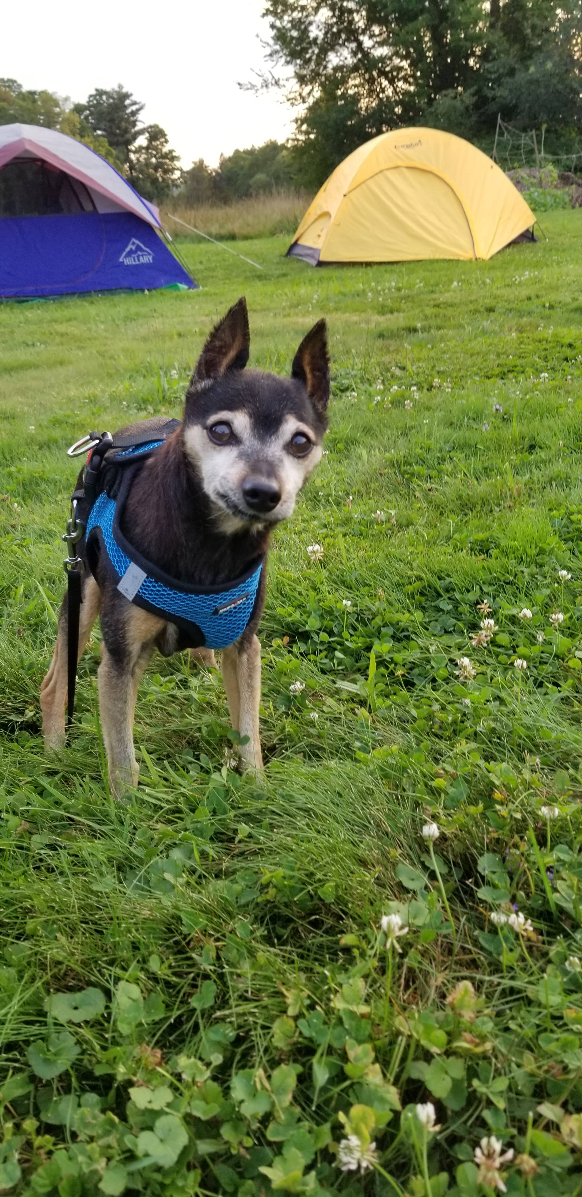 Our dog ChiChi enjoyed the field. 