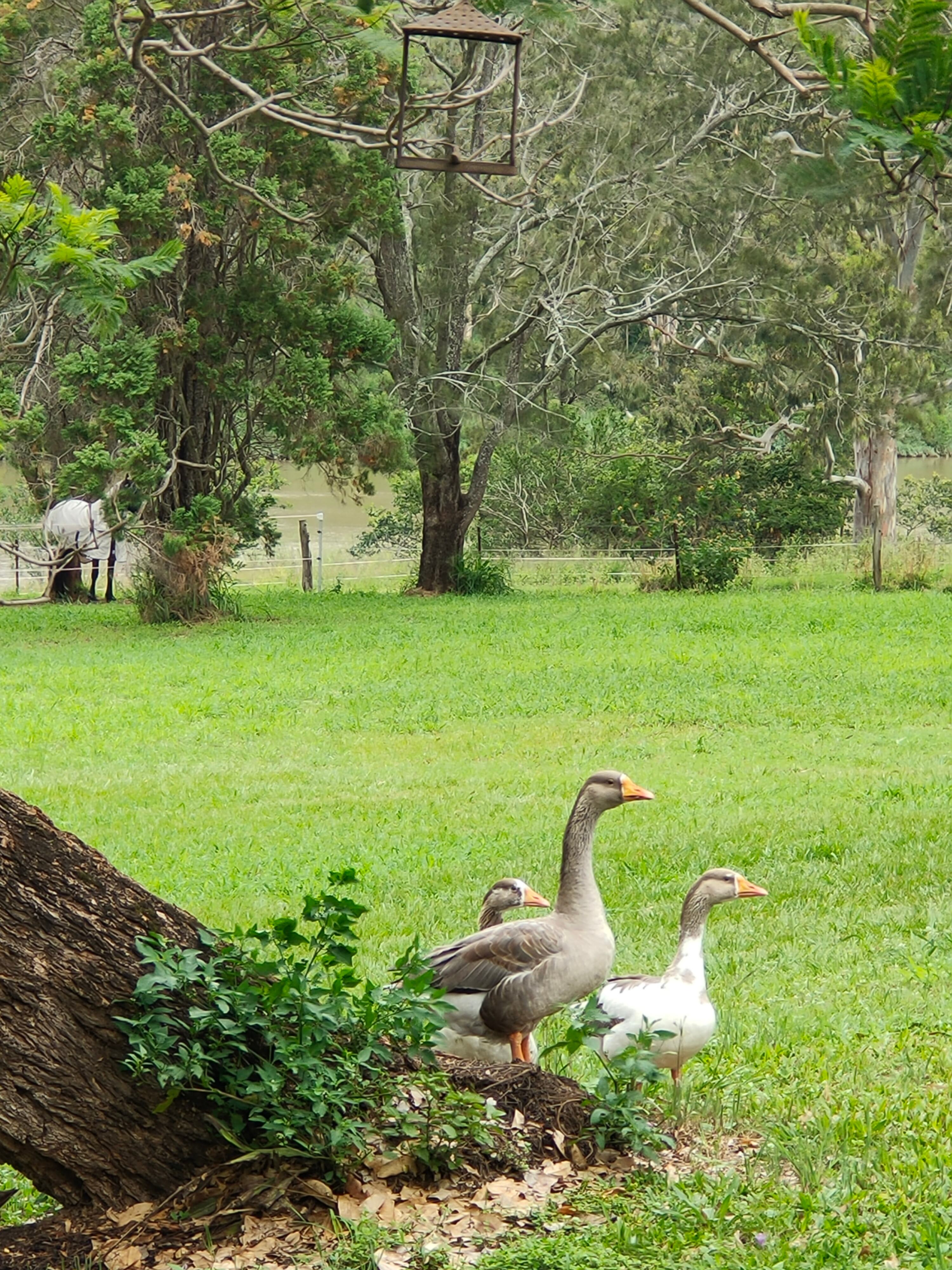 Our friendly geese and ducks, all hand reared so not a cranky one amongst them. Happy for kids to get involved in egg collecting and feeding time.