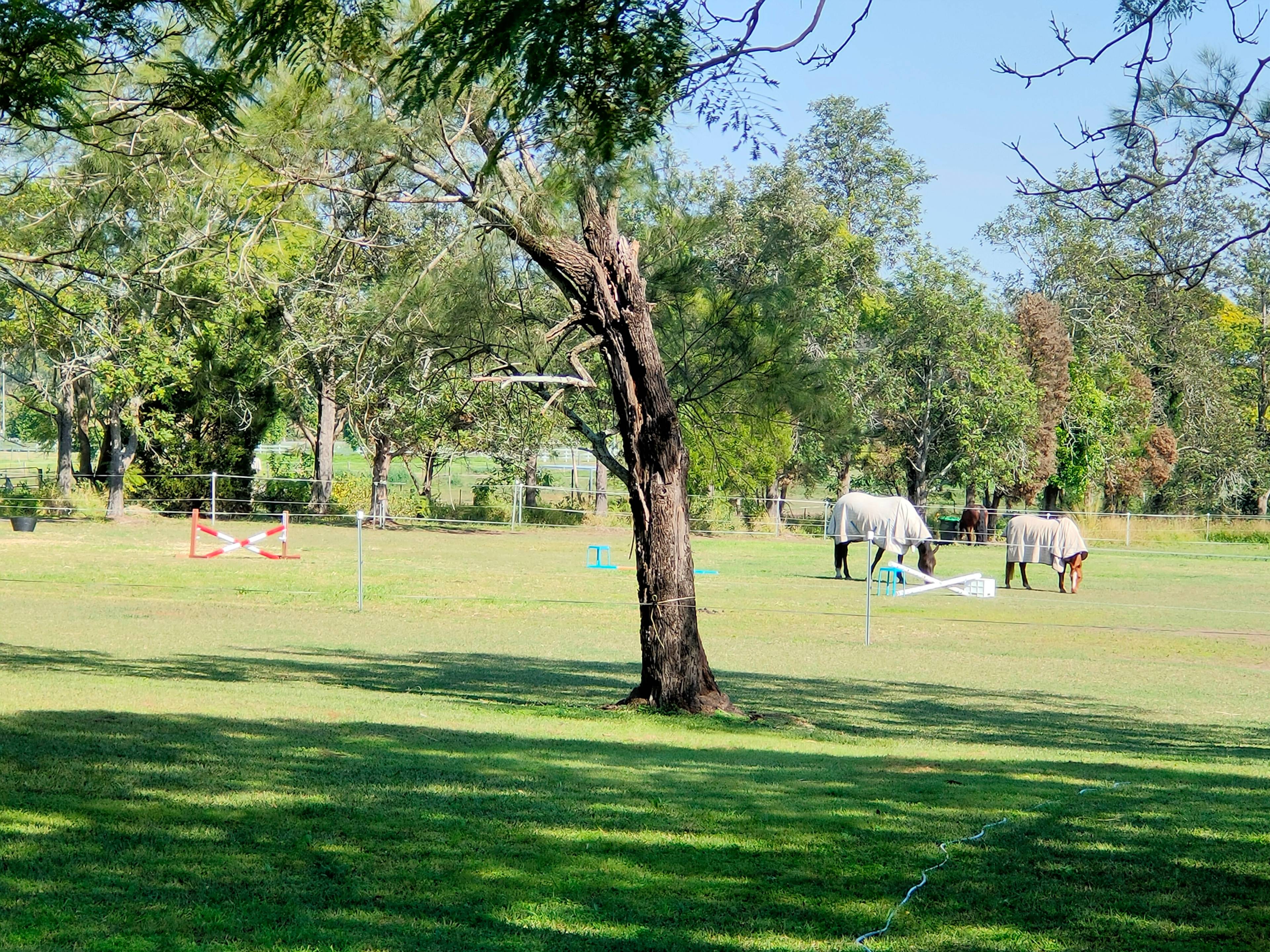 We have a few horses on the property, join us at feed times if you would like to get involved.