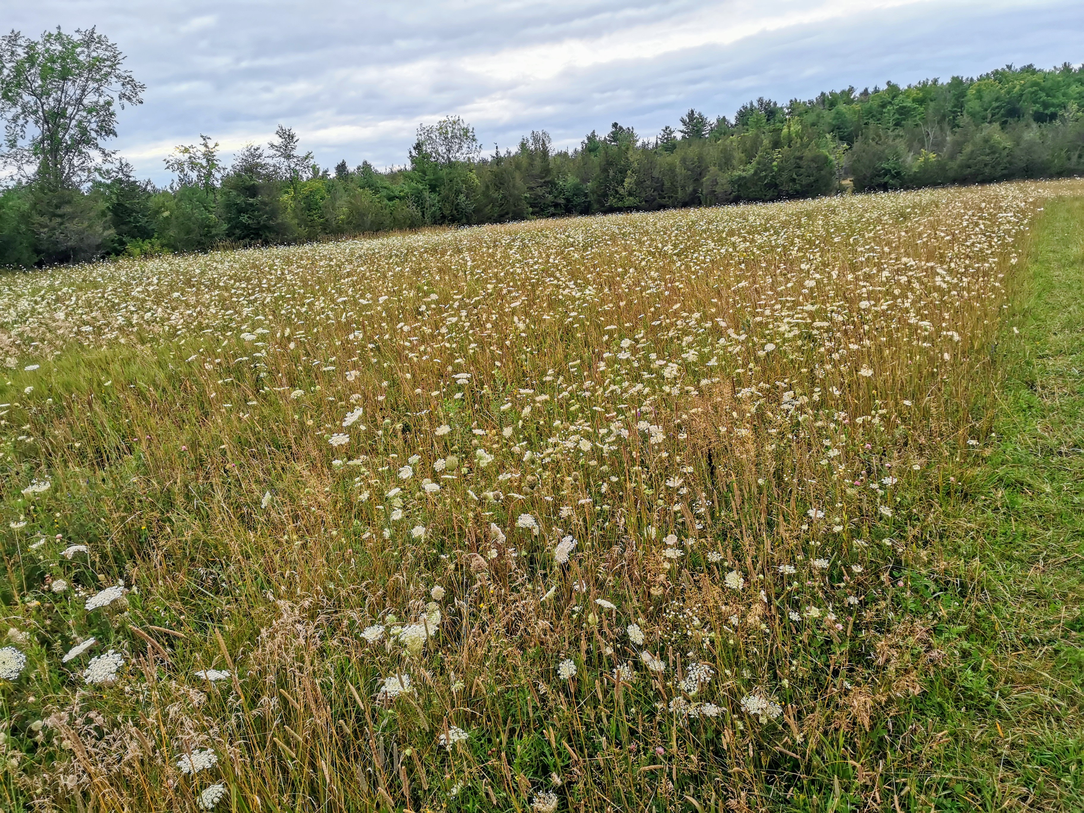 The meditation project
