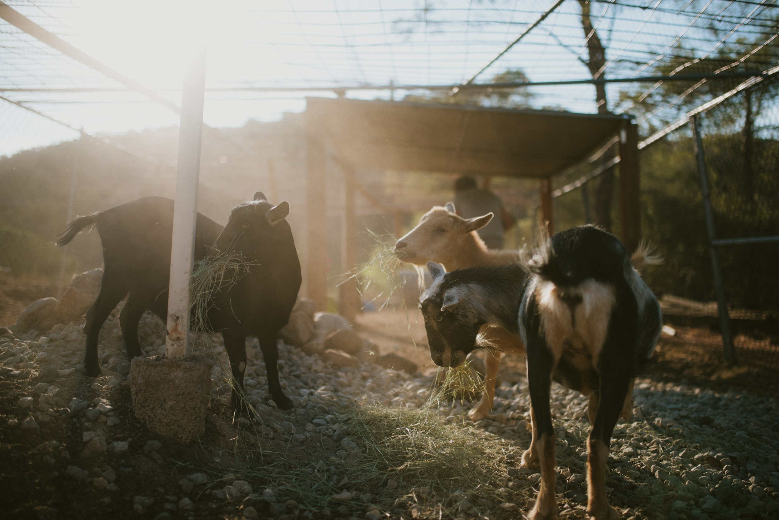 Stoked goats.