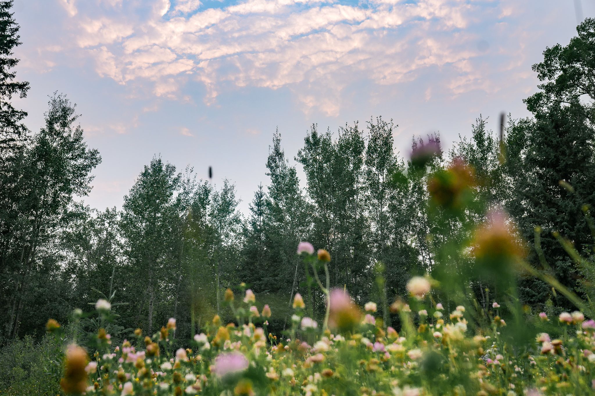 Wild flowers and wild sunsets.