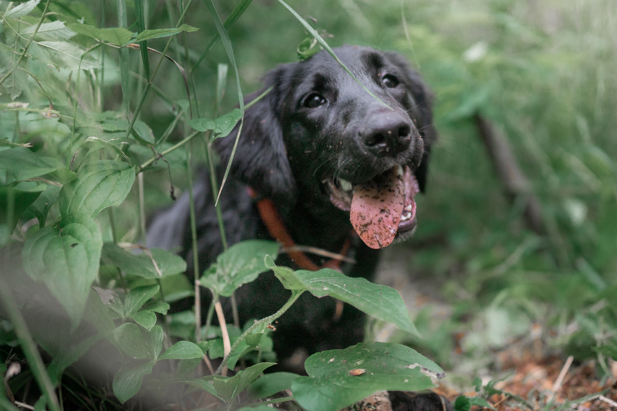 Hello friend! A couple of friendly pups running around.