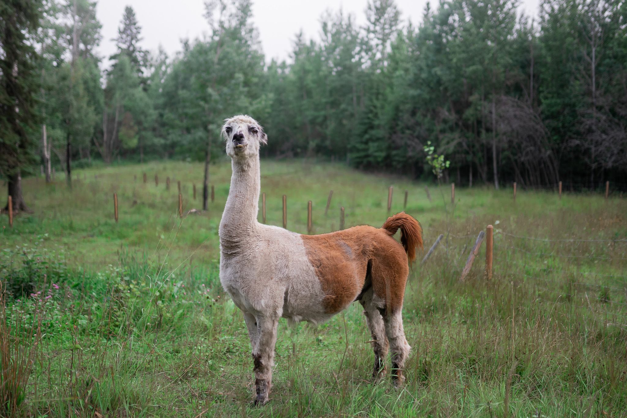 Llama sizing me up.