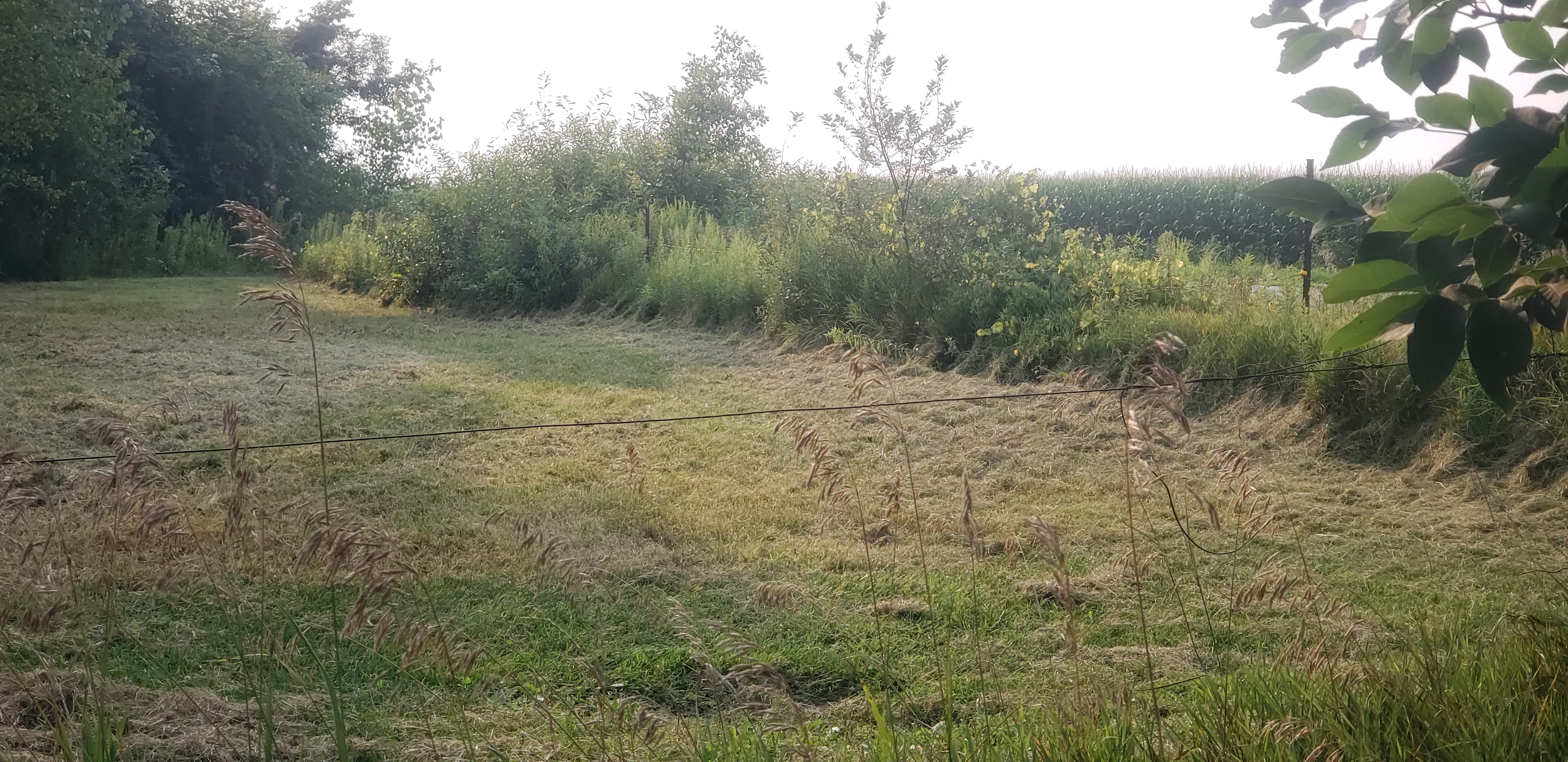 Grassy Woods Edge
