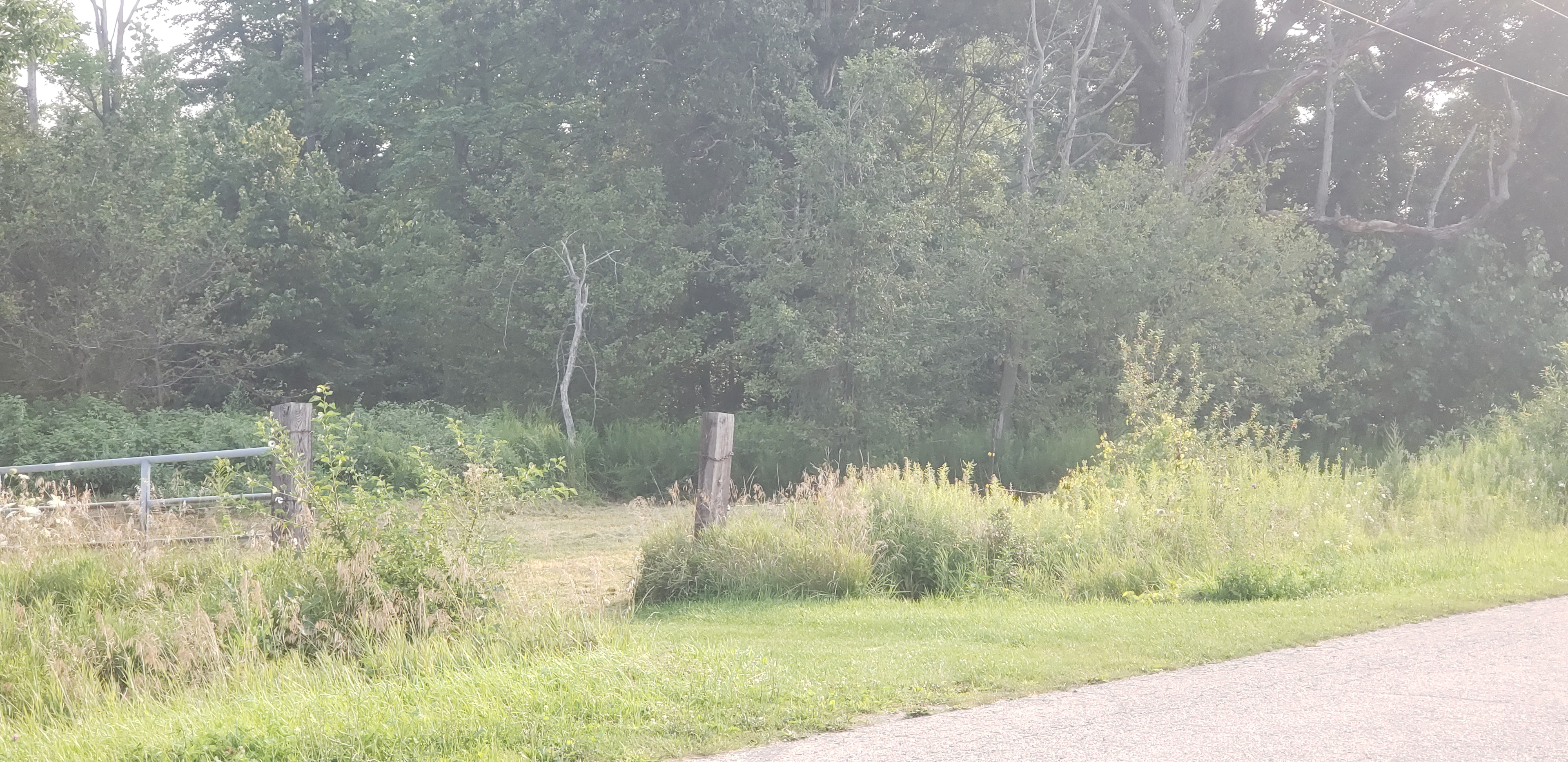 Grassy Woods Edge