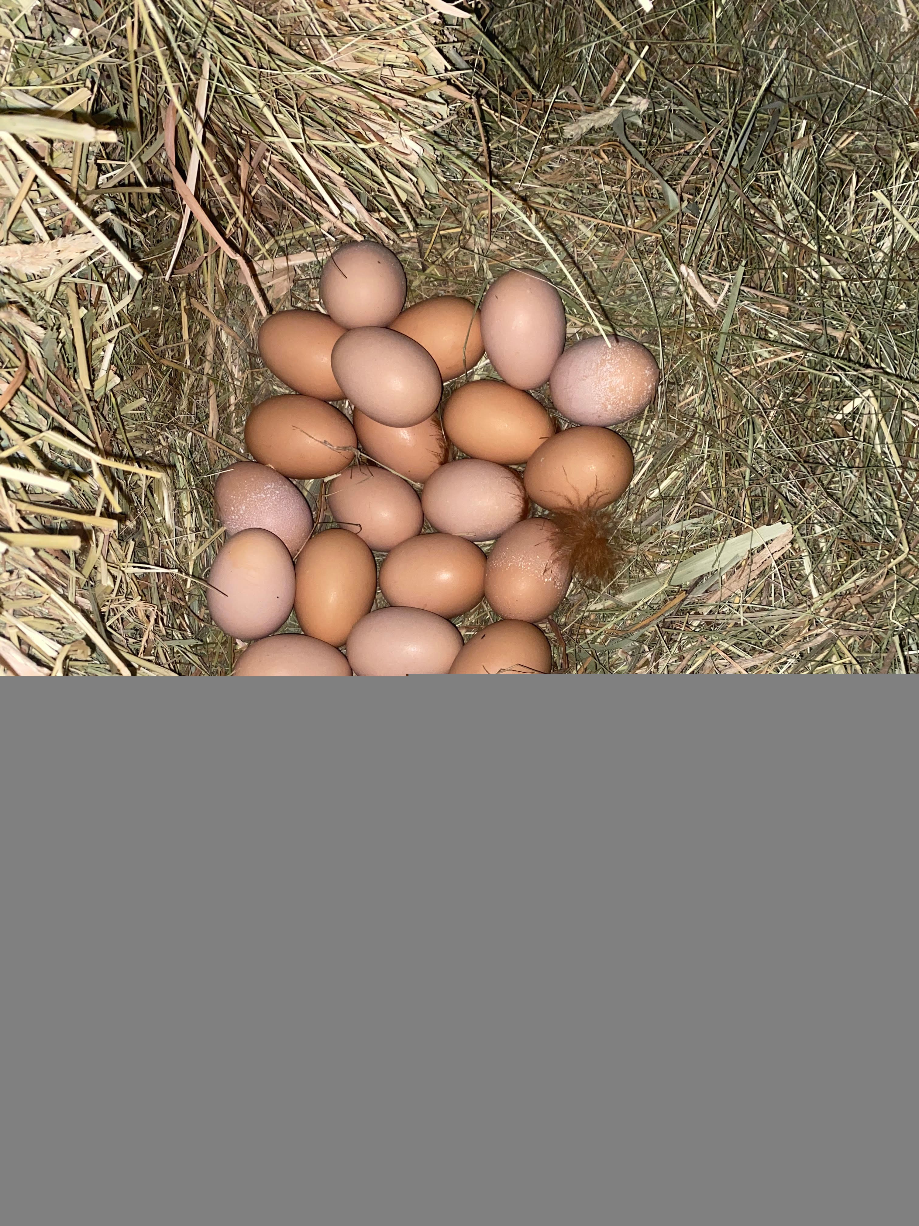 Requine and Relax, LLC