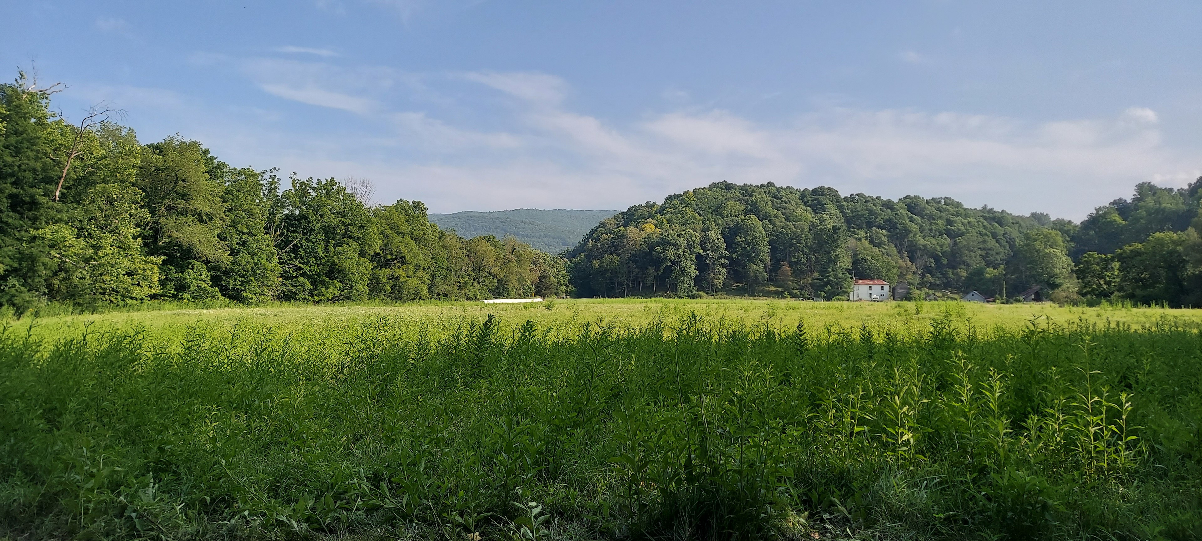 looking towards Highbridge Rd. across the field is the path entrance at the bales of hay in distance. 
