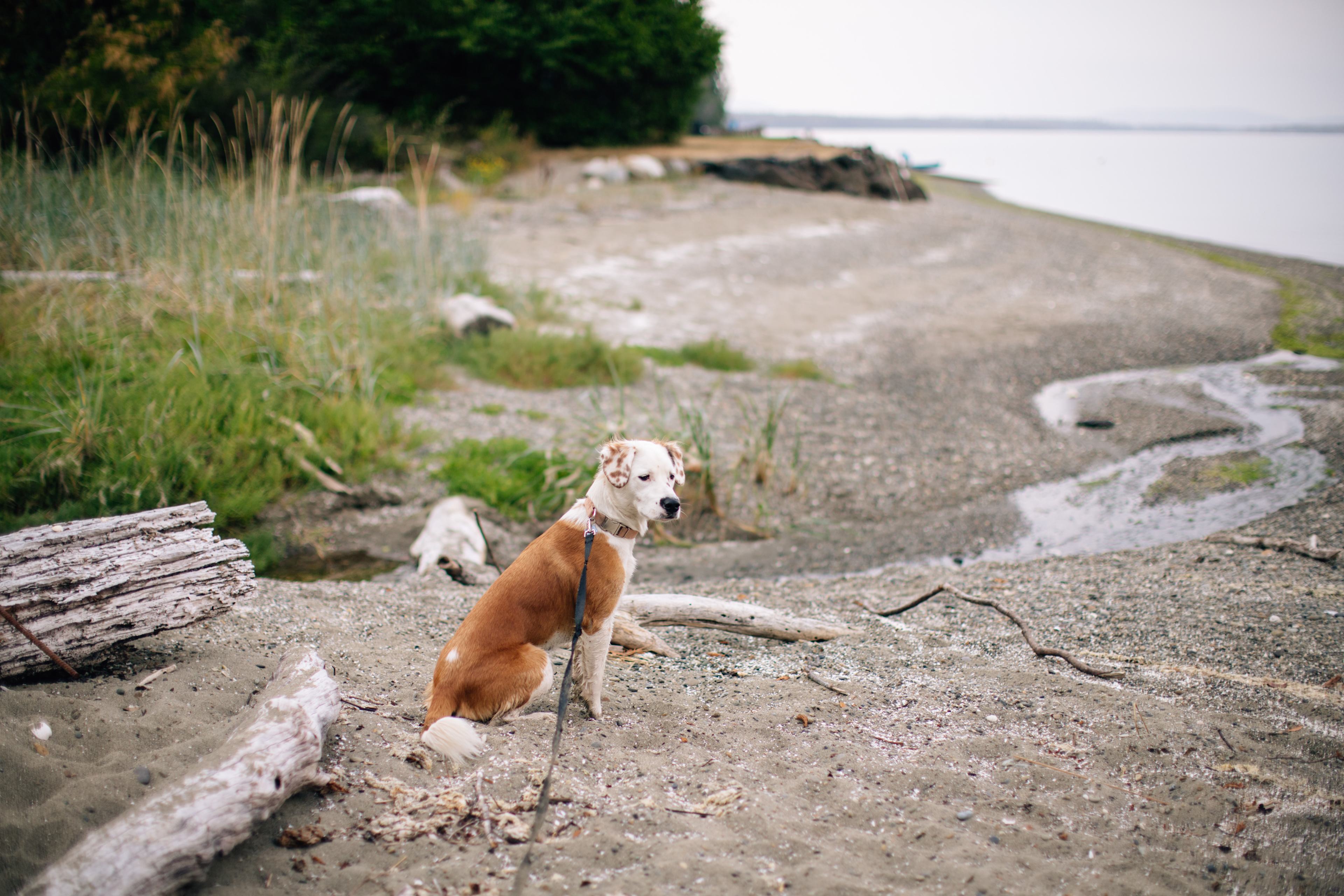 Exploring by our side along the water.