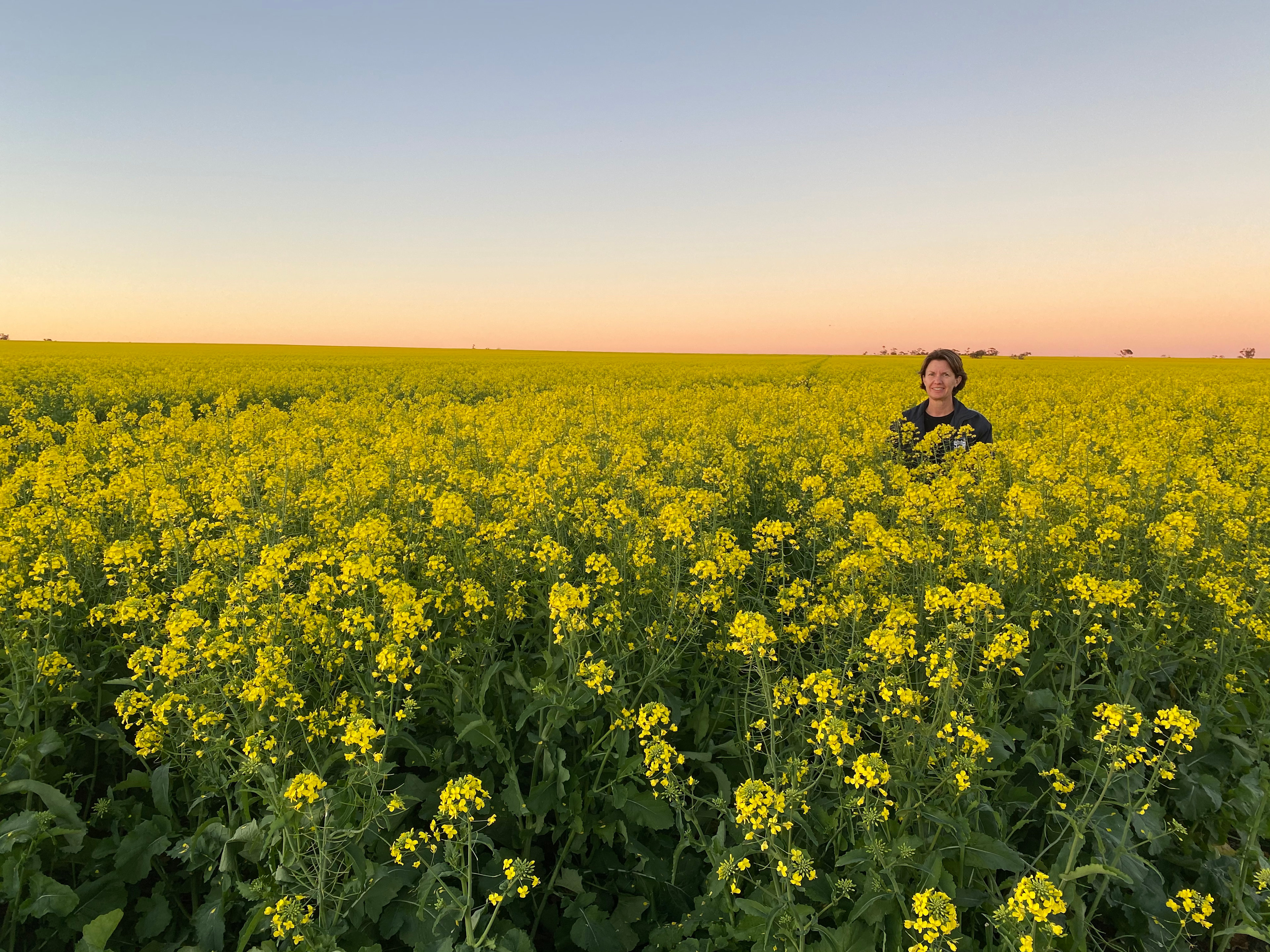 Canola in flower