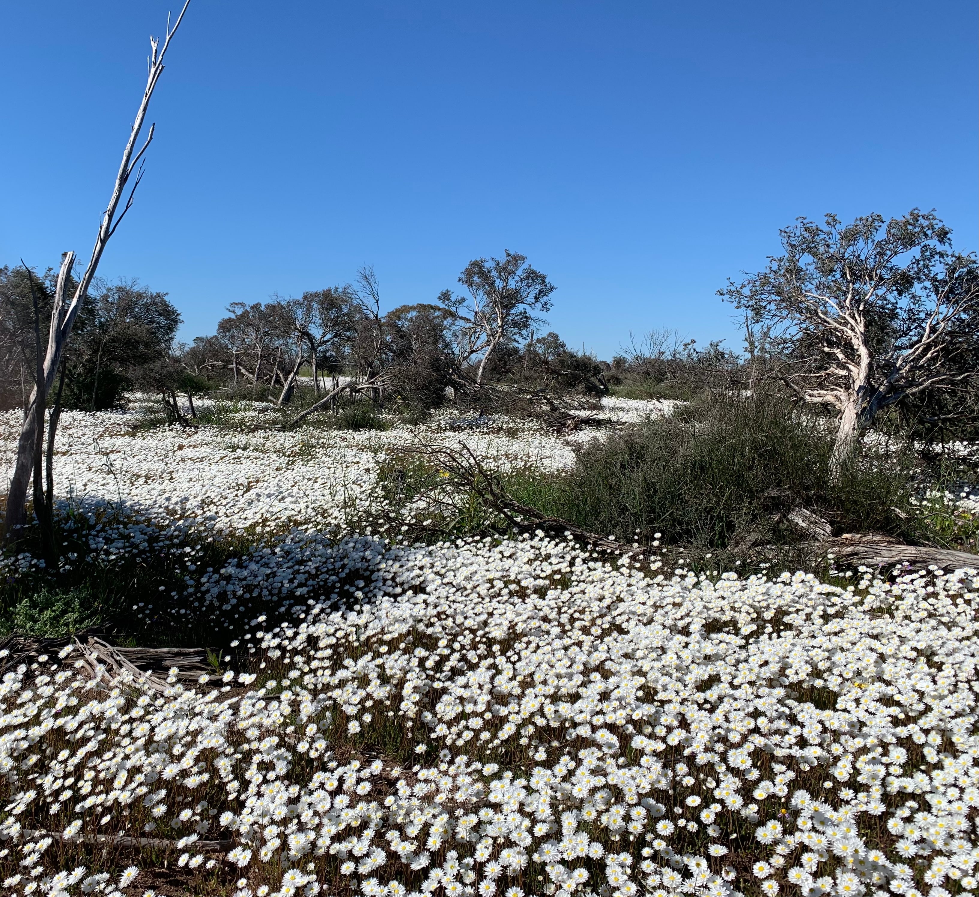 Wild flowers nearby