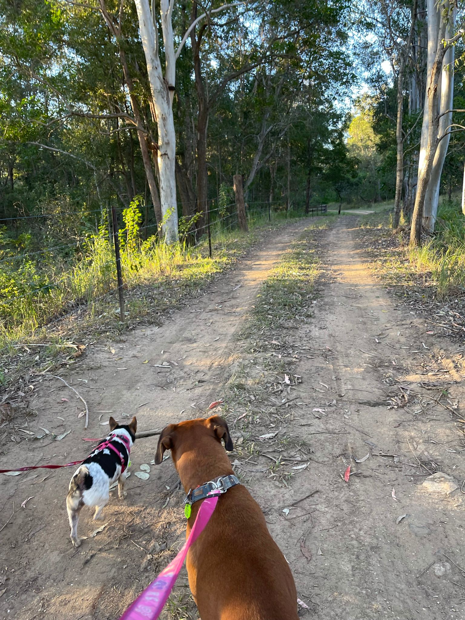 The walk down the driveway.