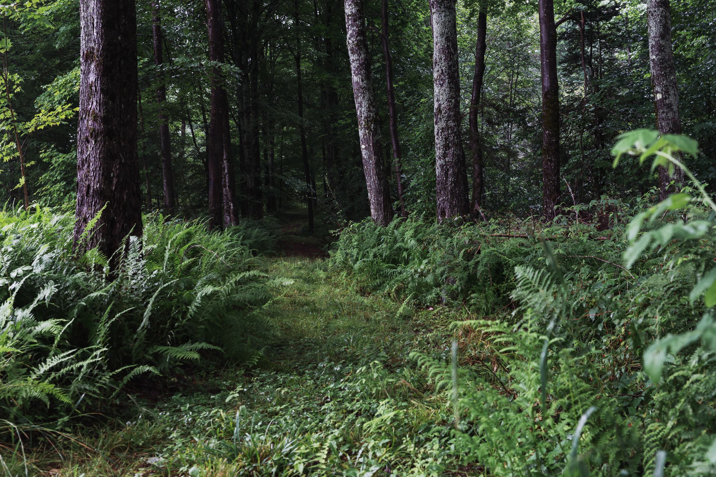 Site #5 also had this wooded trail, which I think might lead to site #4 (but I'm not certain about that). 