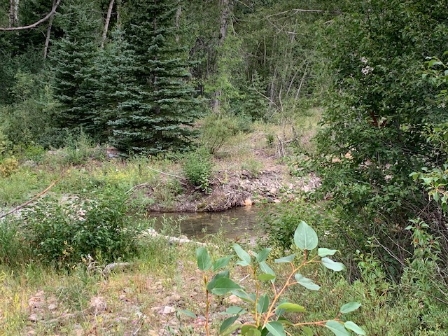 Midvale Creek Campground