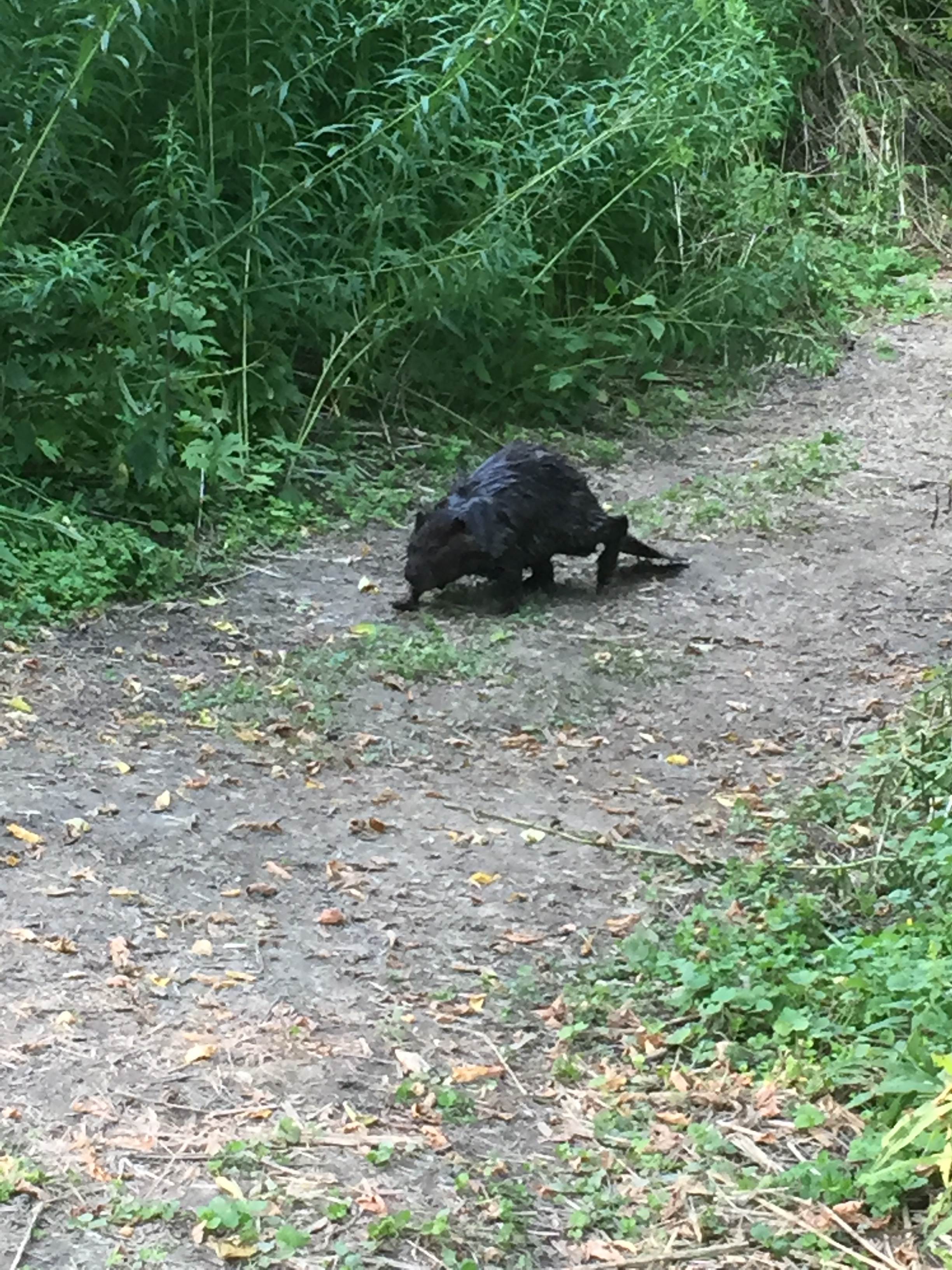 La Nation BedROCK 🤘 🏕️🔥🌲