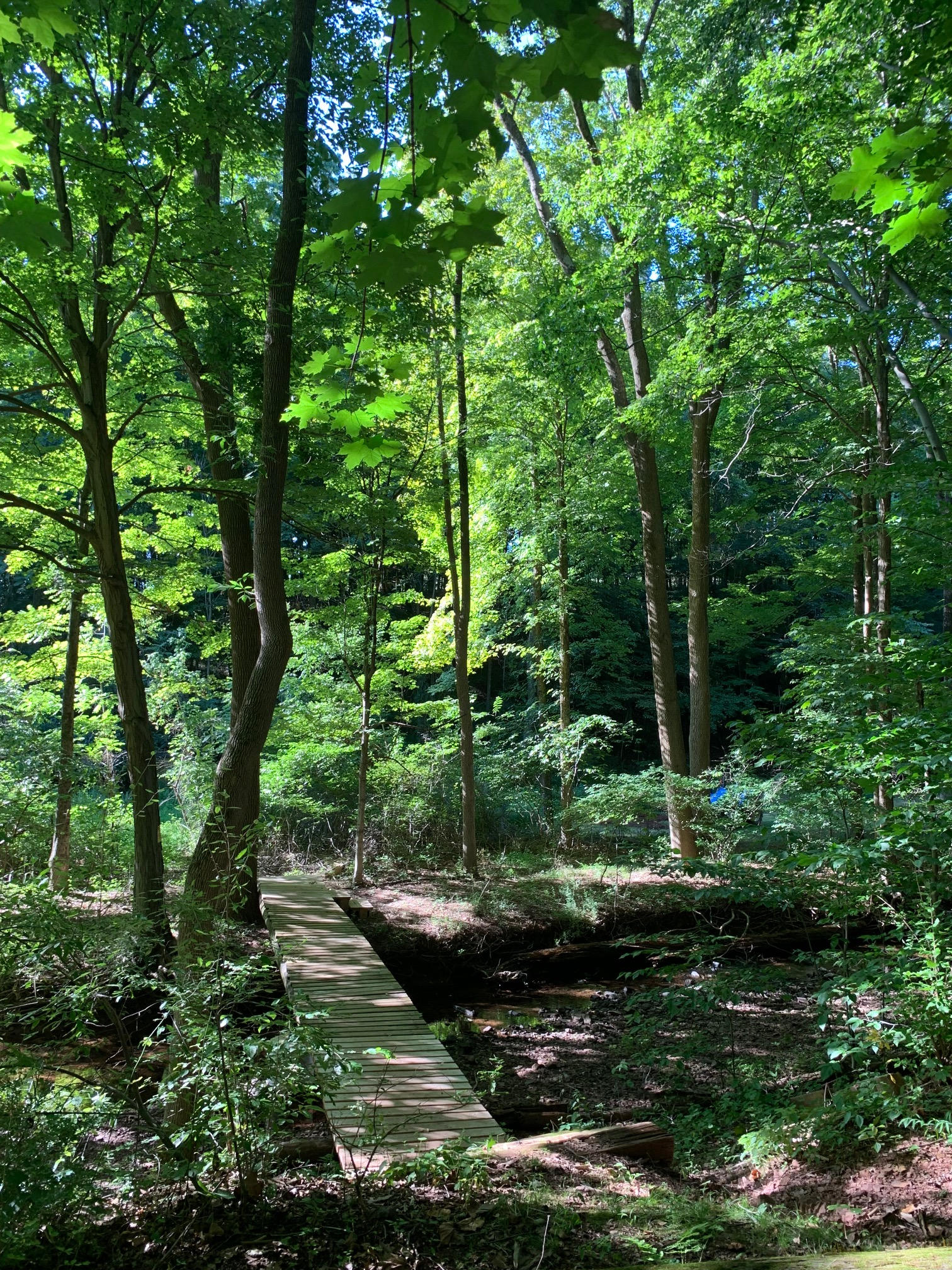 Secluded Creek Side Camping