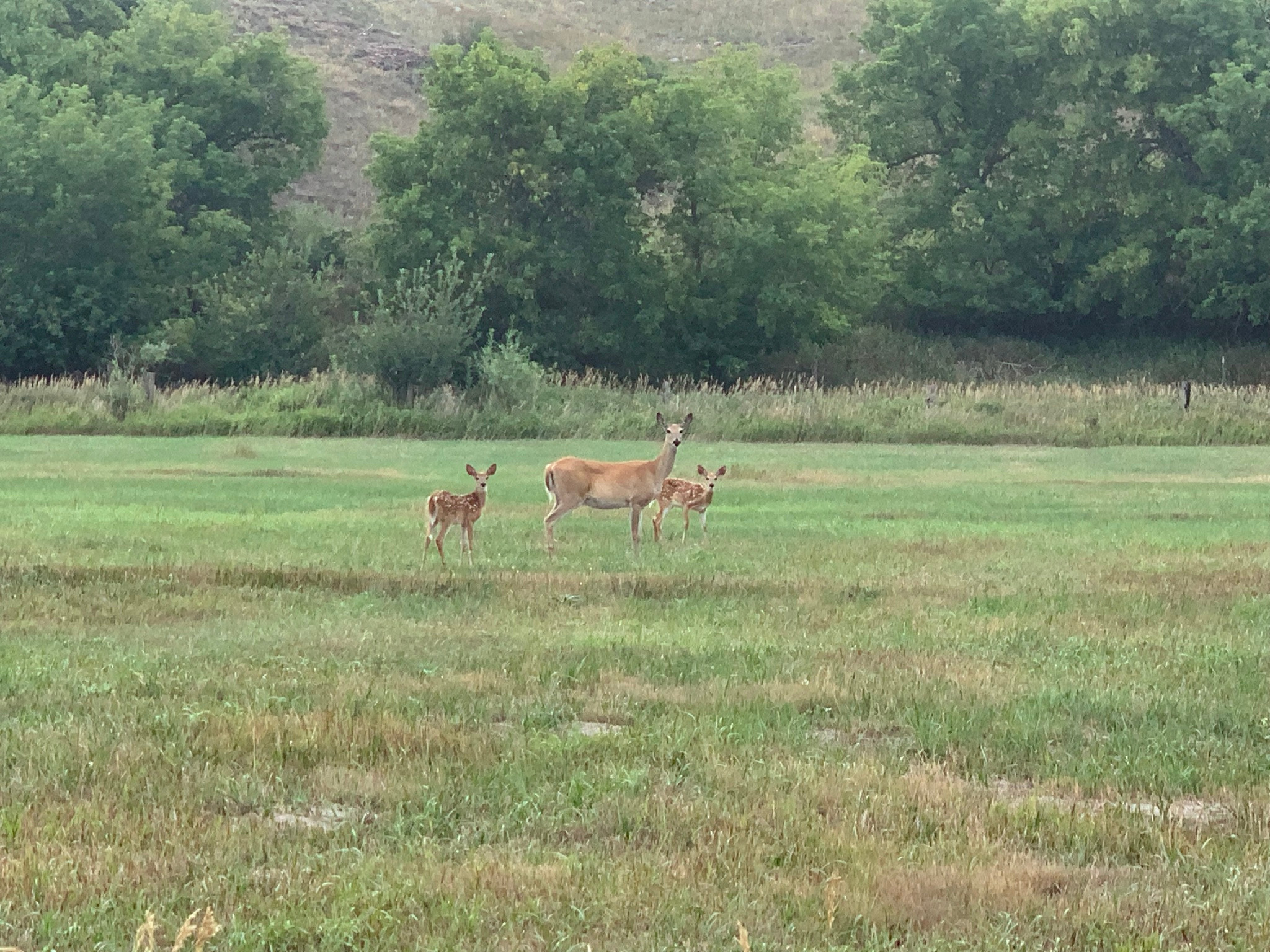 Mom and her twins in the field.