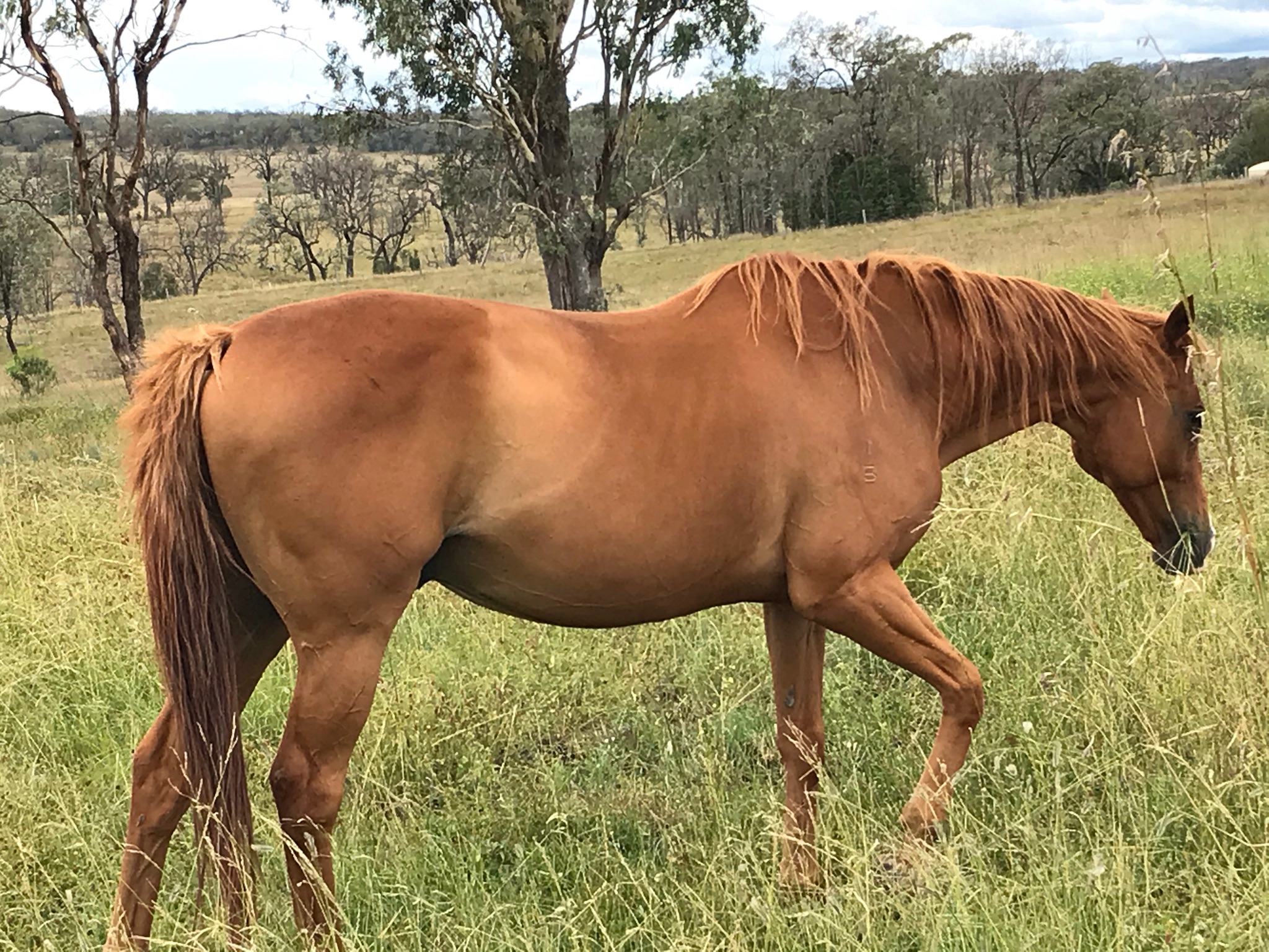 Pittsworth Camping