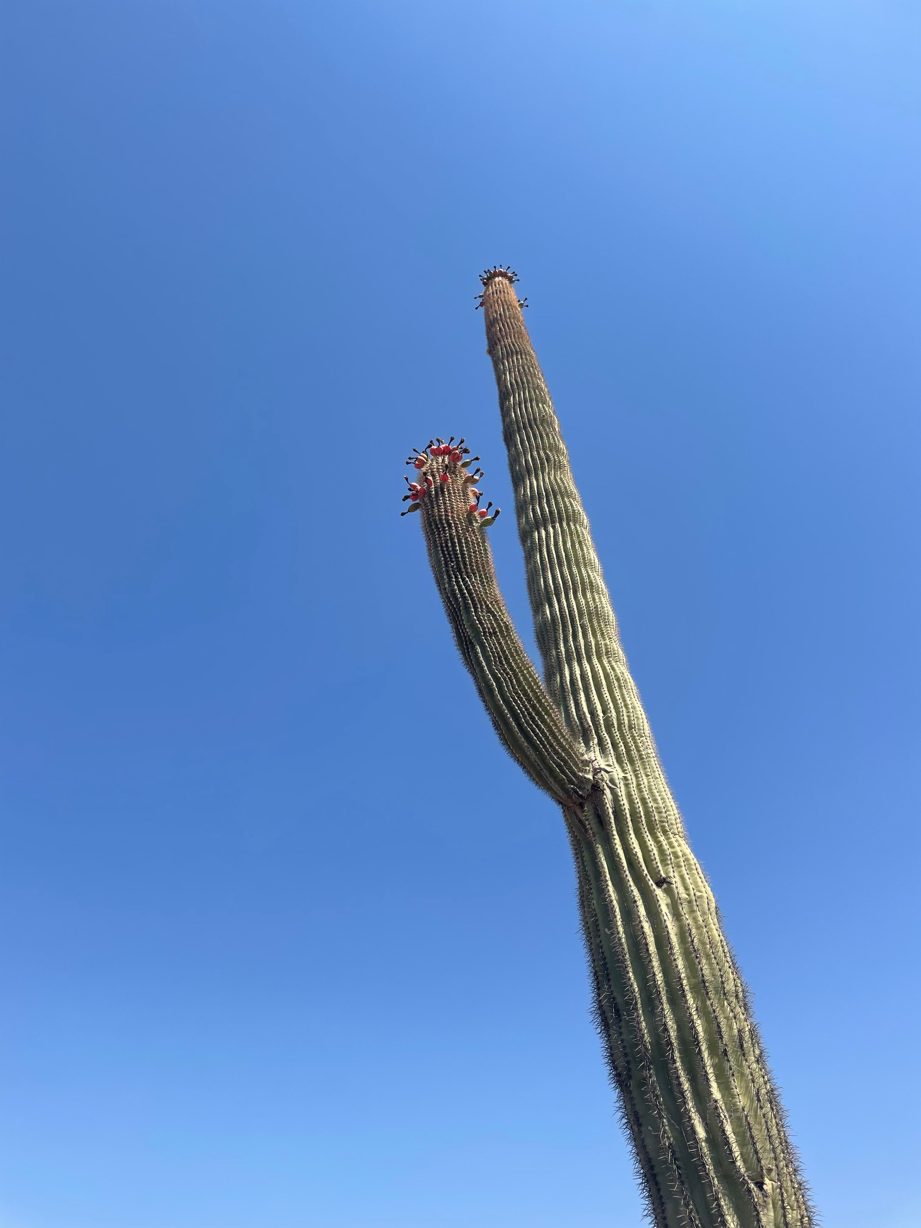 Low Desert Land