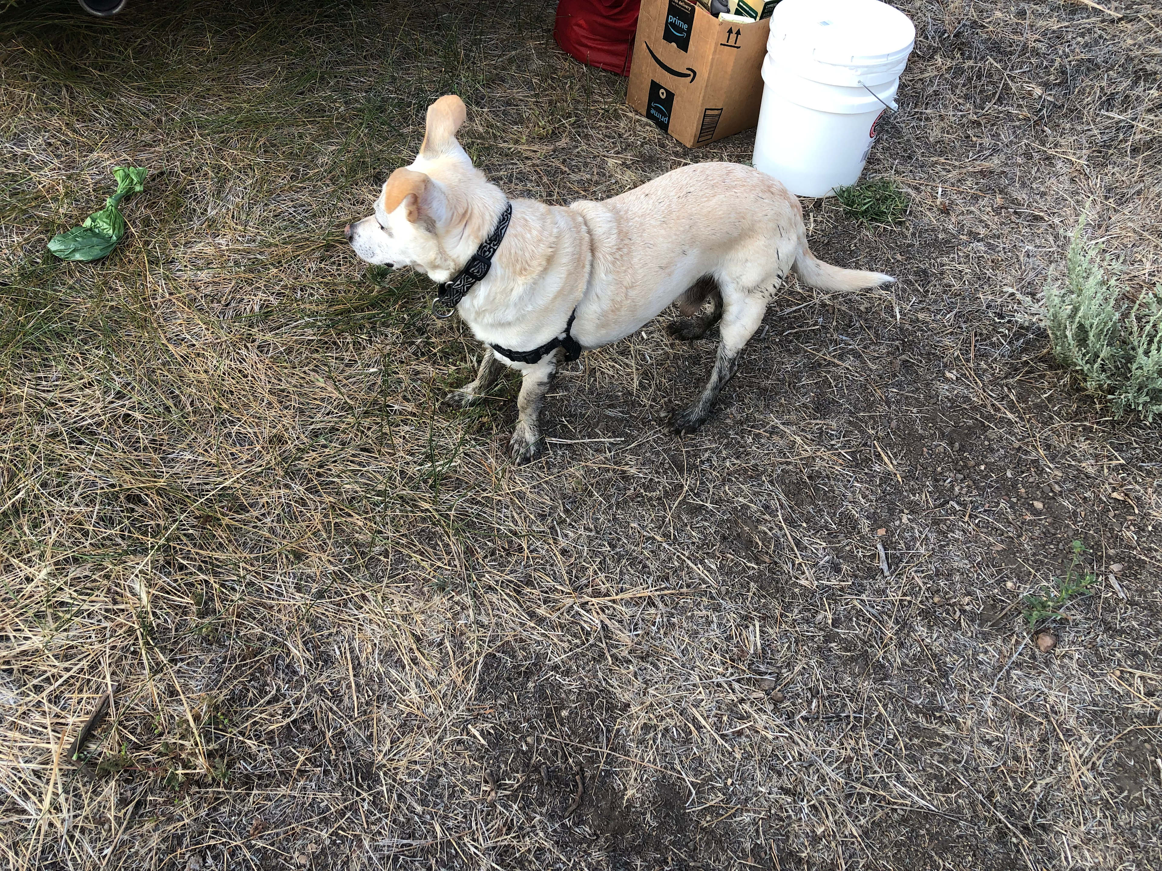 Even the dog had fun wallowing!