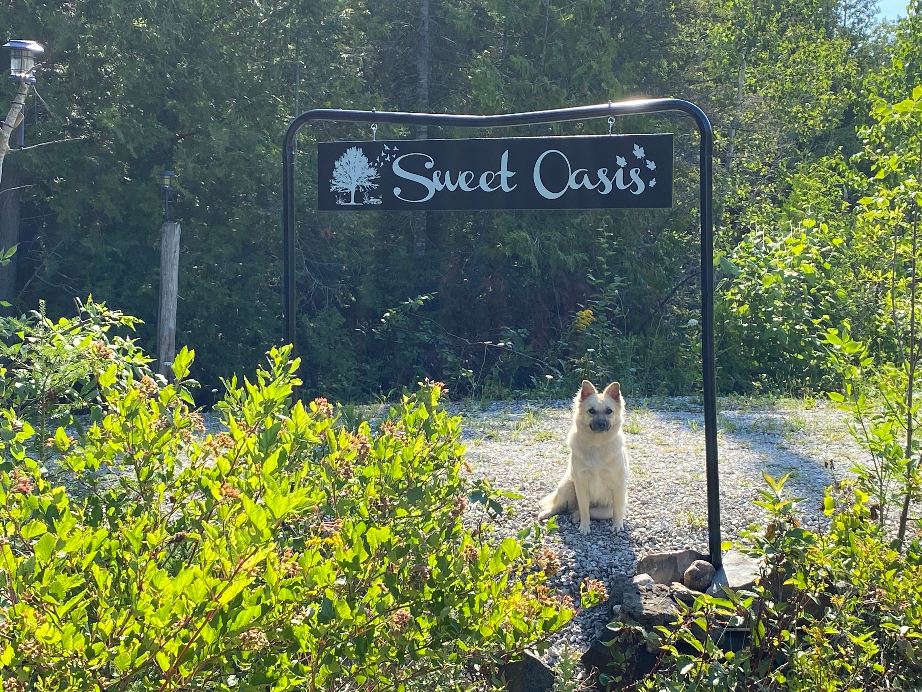 My faithful Mocha resting after our early morning walk and had the  photo taken by the entrance. 