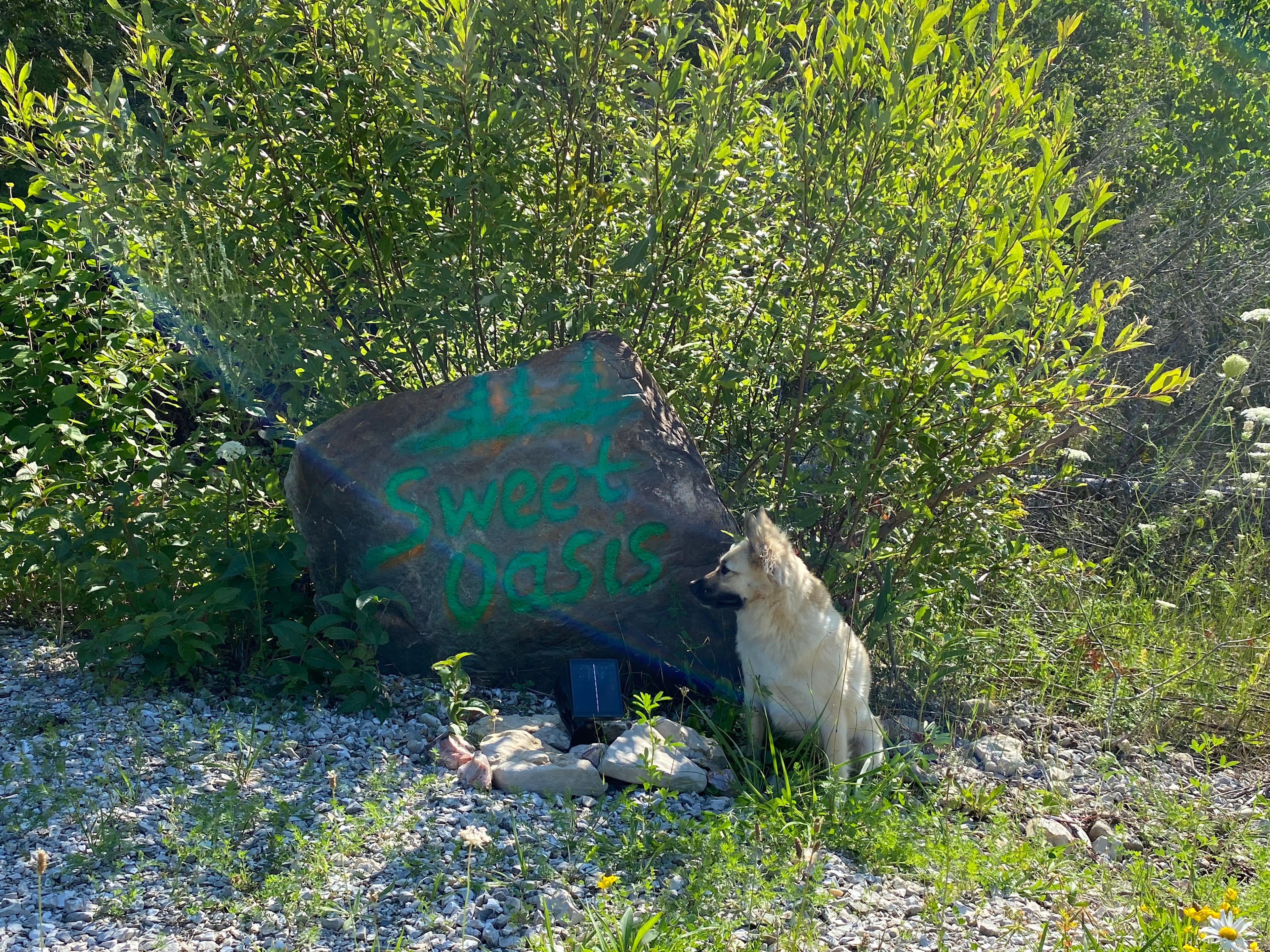 My sweet dog Mocha by the entrance. 