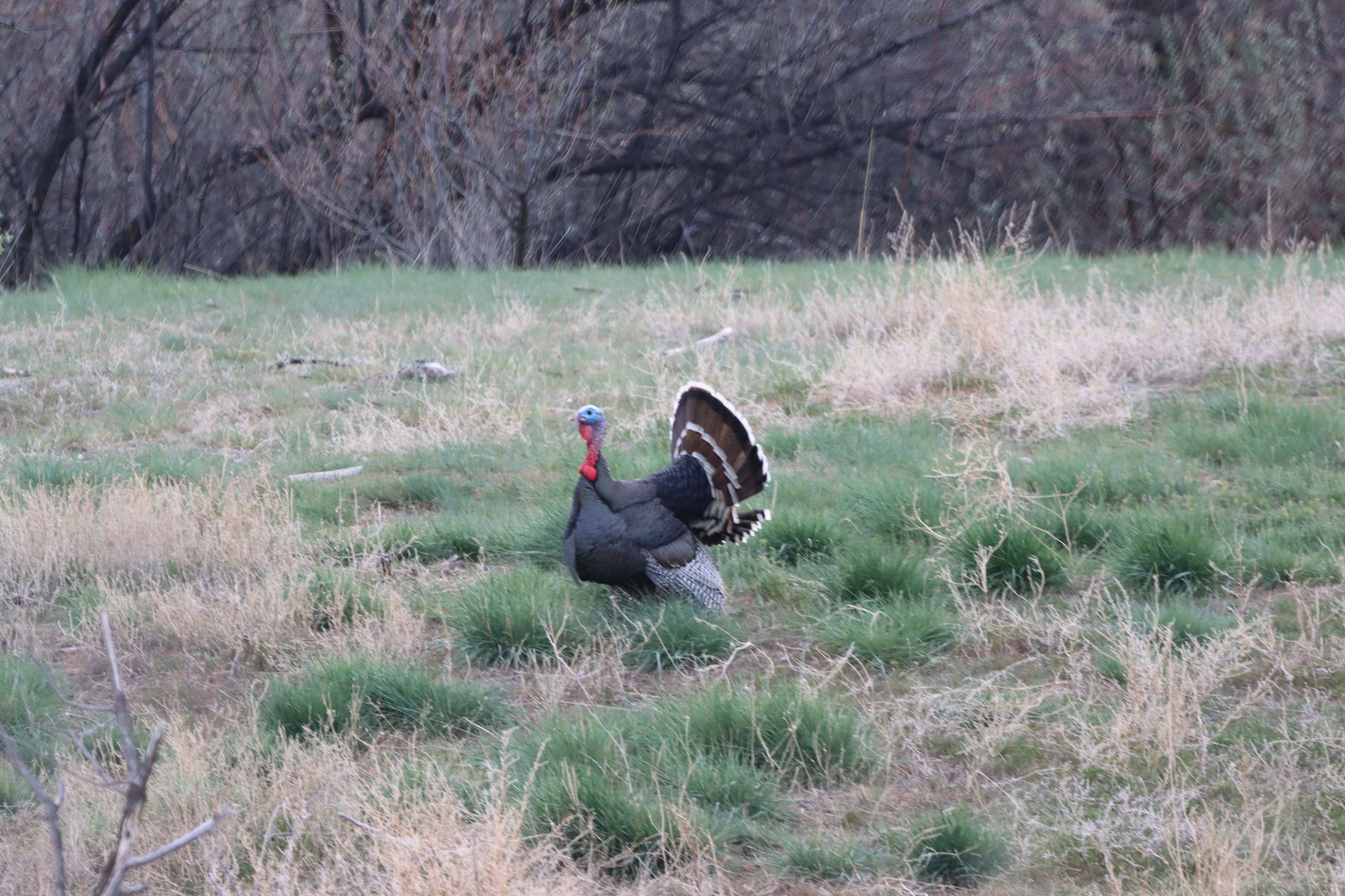 Tom our turkey friend who lives On6Acres