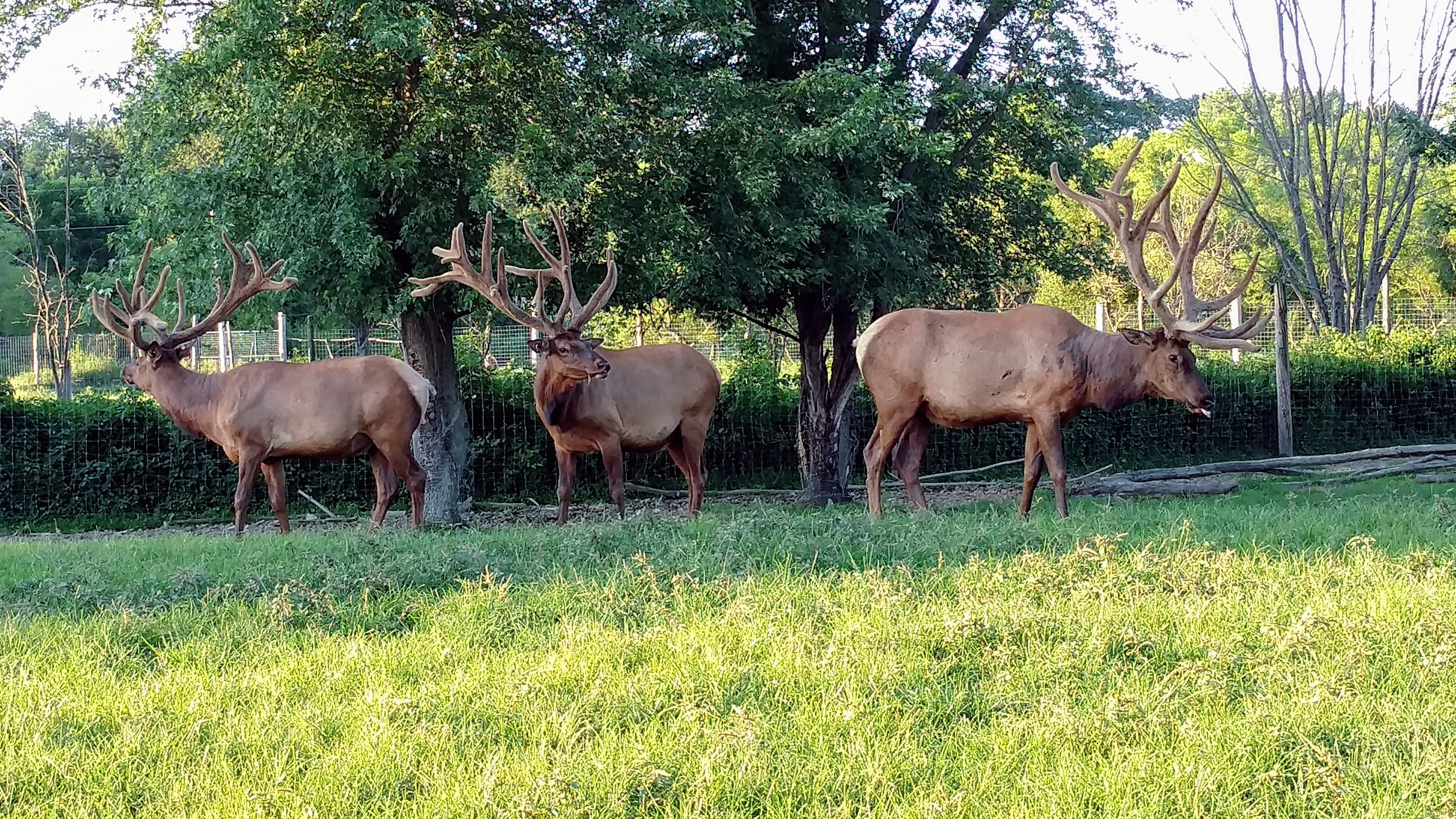 Sycamore Lake Elk Ranch