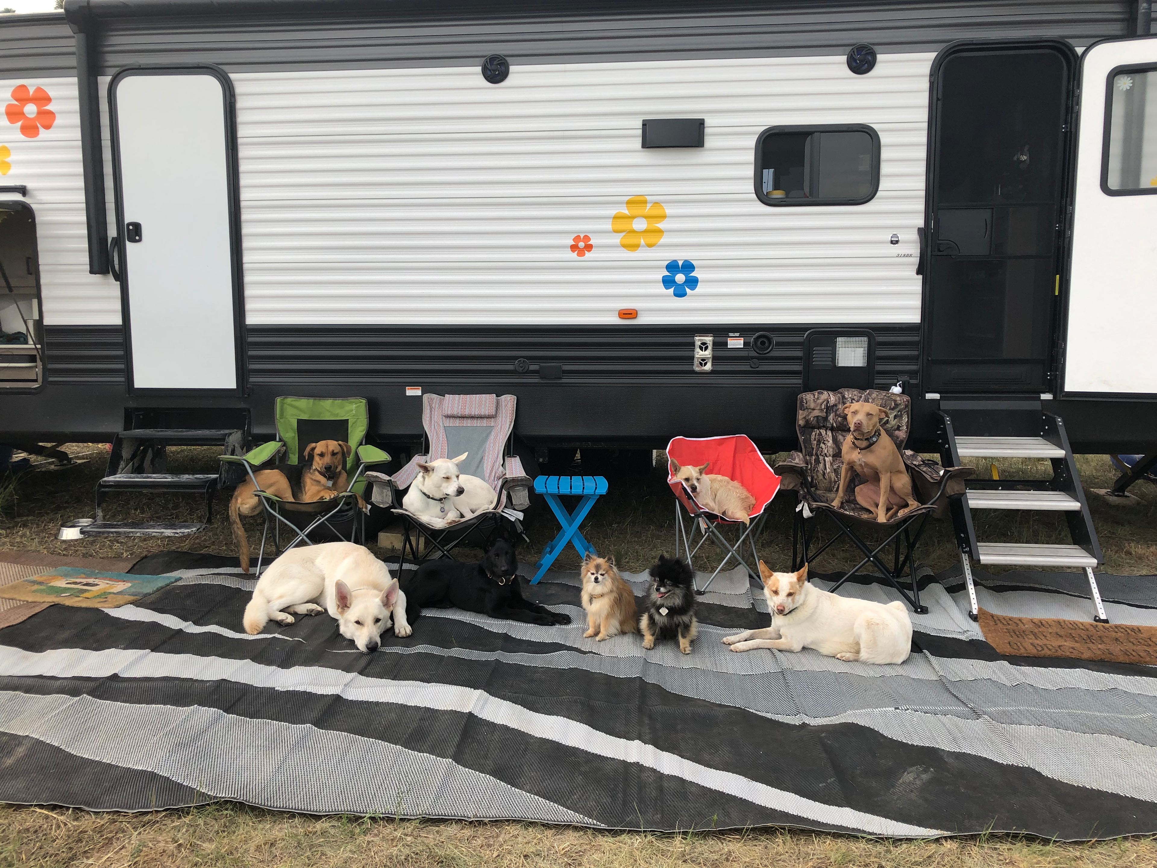 Golden Prairie Bison