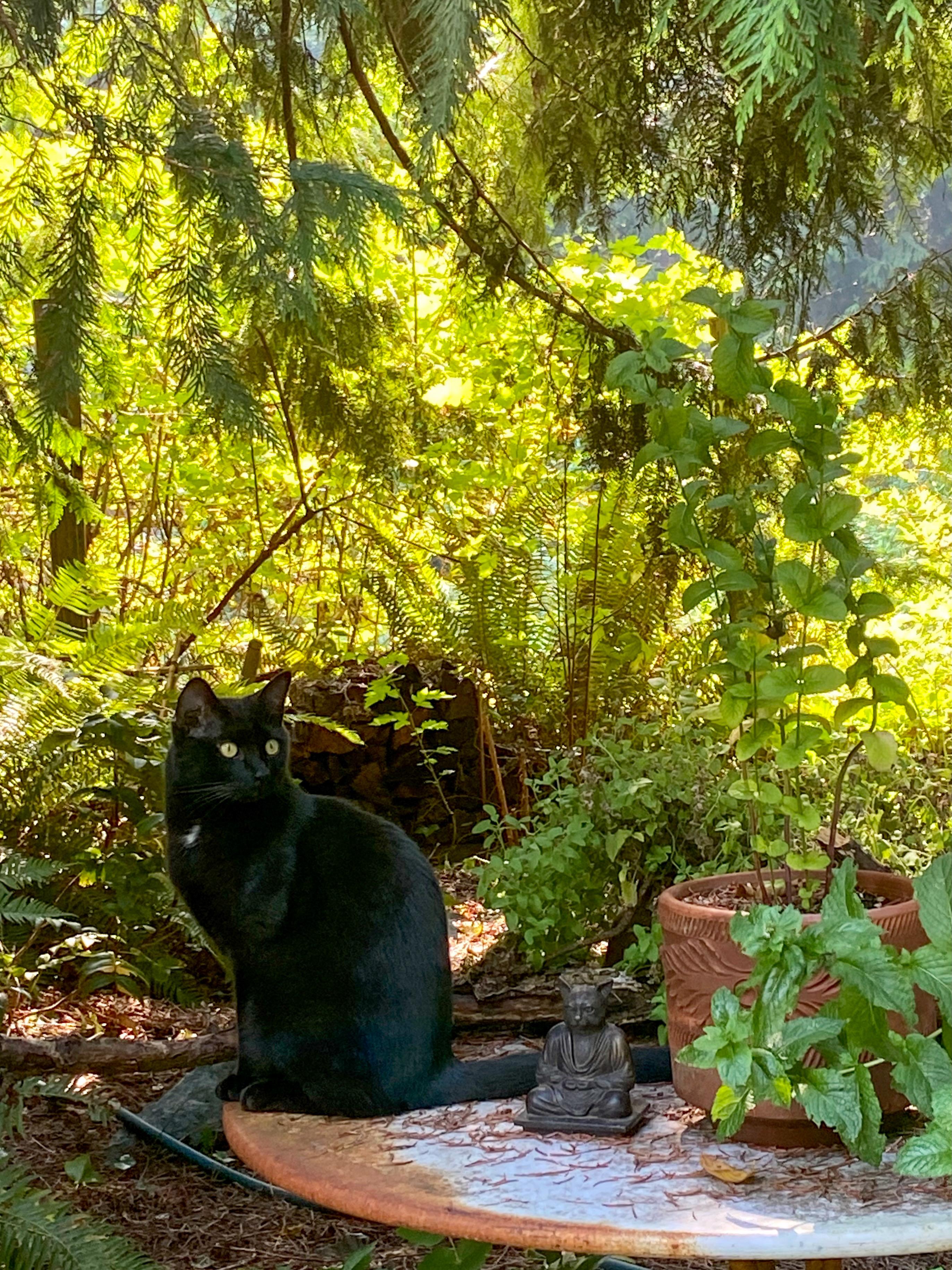 Art imitates life…Poe and Buddha Cat. 