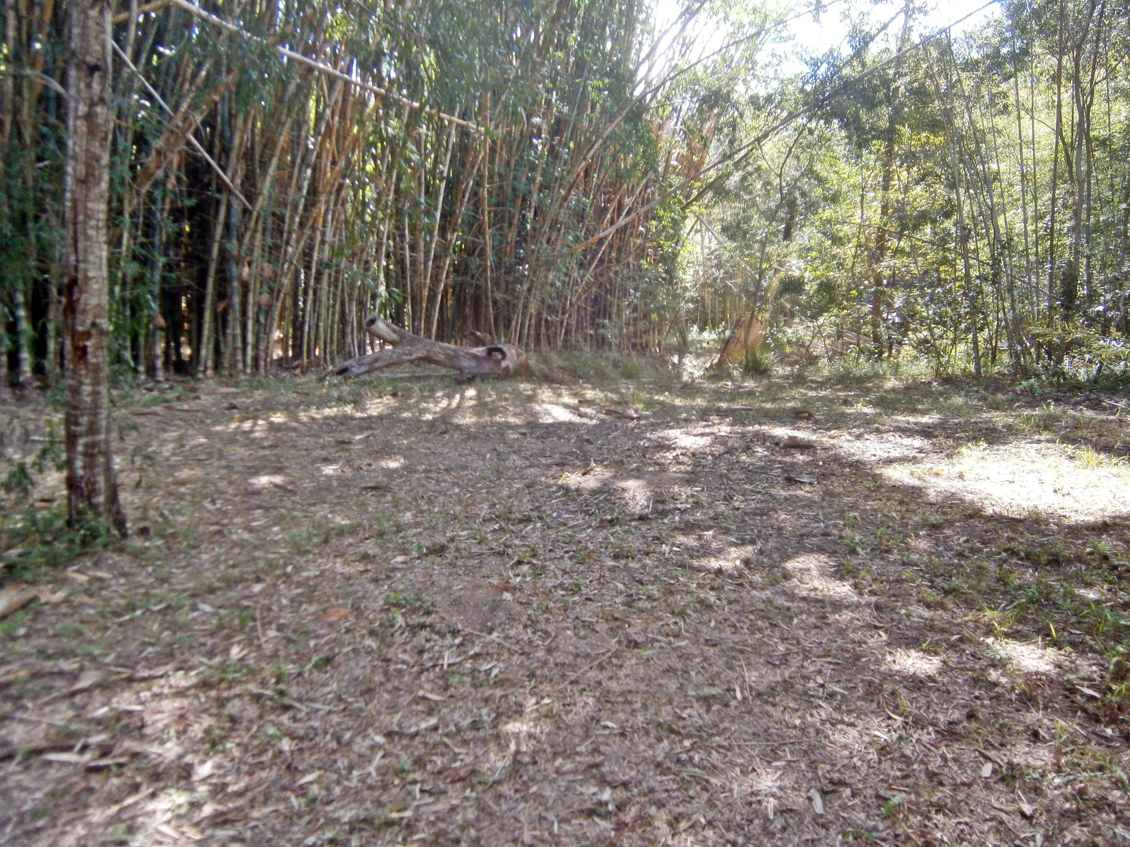 Belli Bamboo Parkland