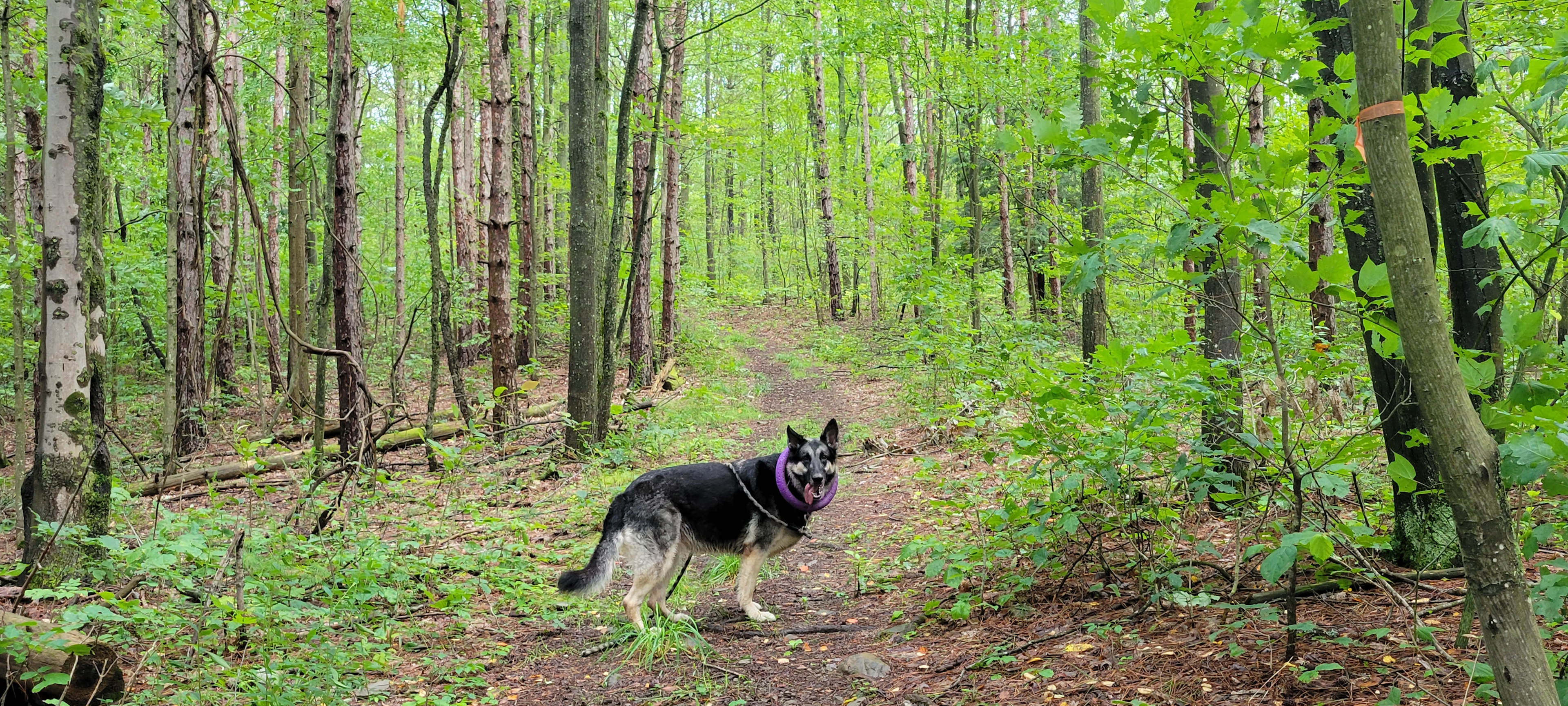 Rustic Reins-Off Grid Cabin