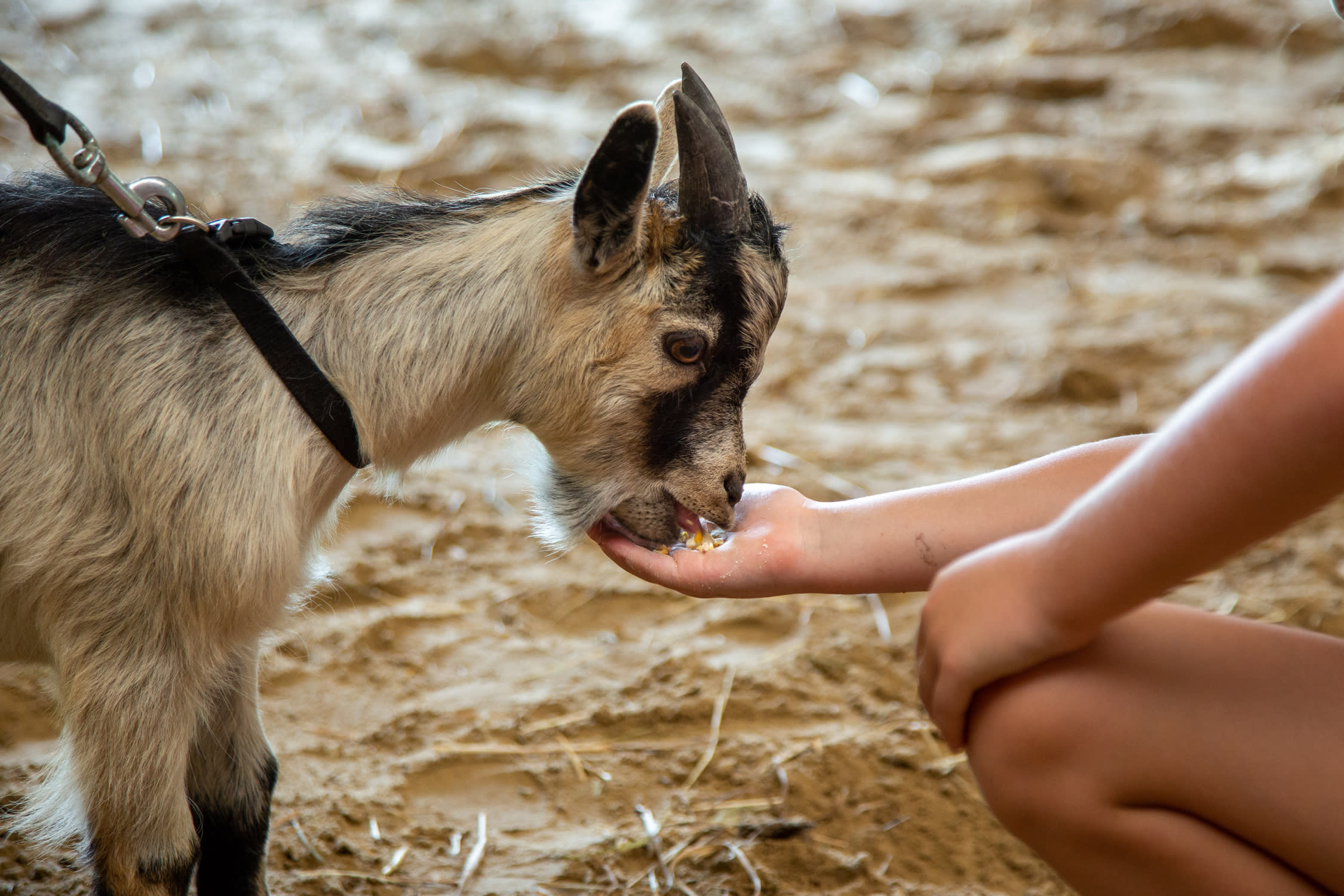 We even got to feed to baby goat!