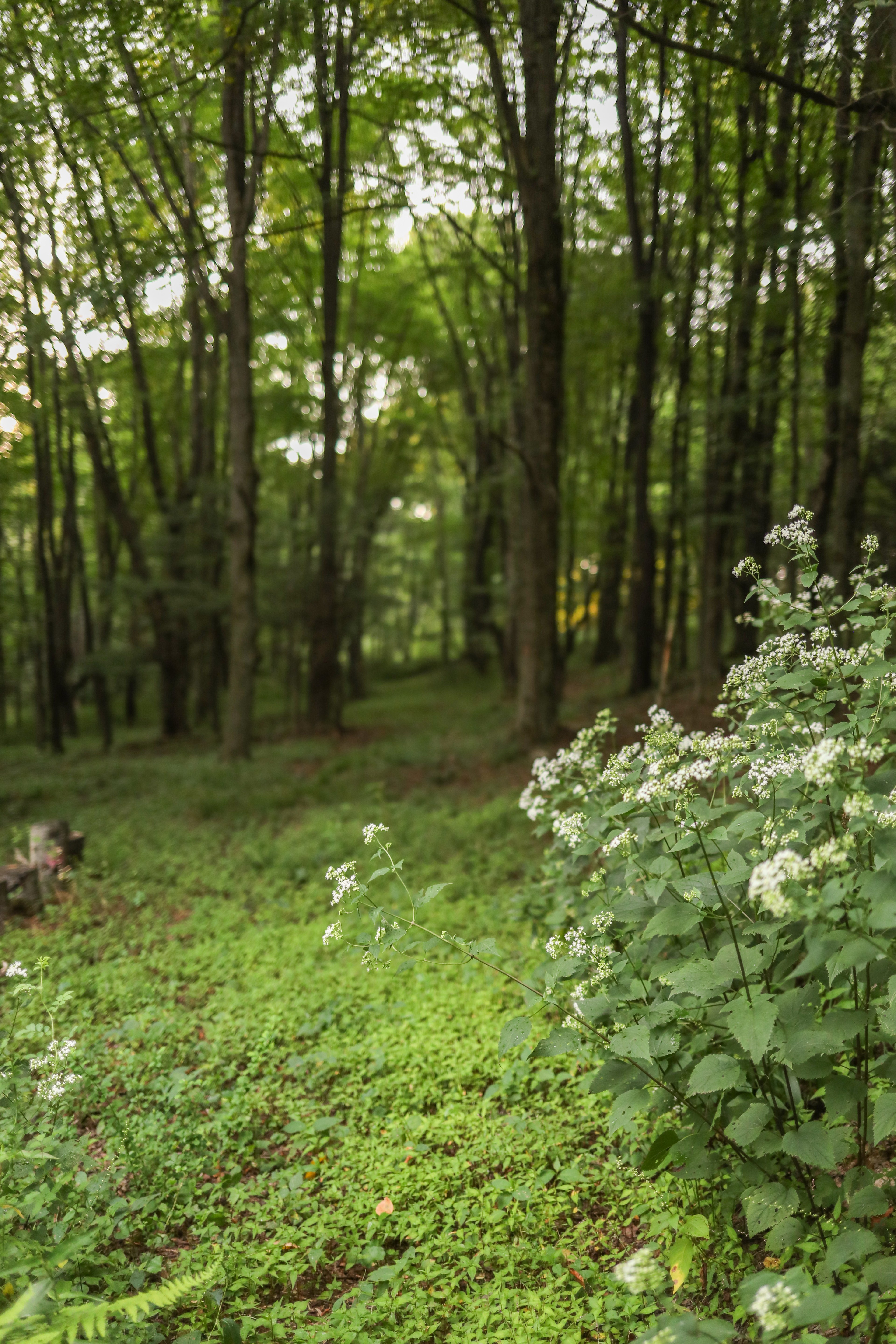 A peek into the forest