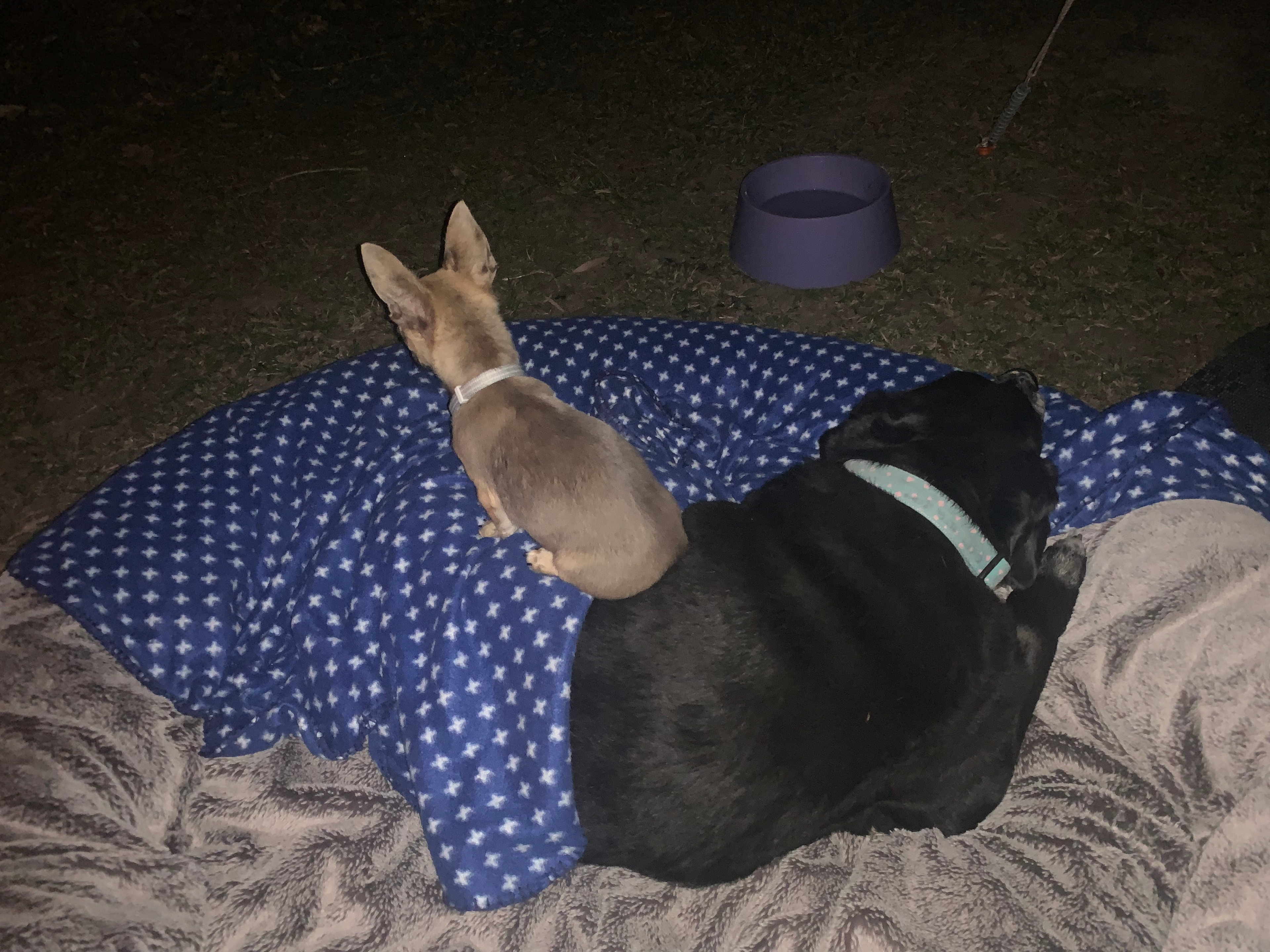 Warrego Warmblood Stud