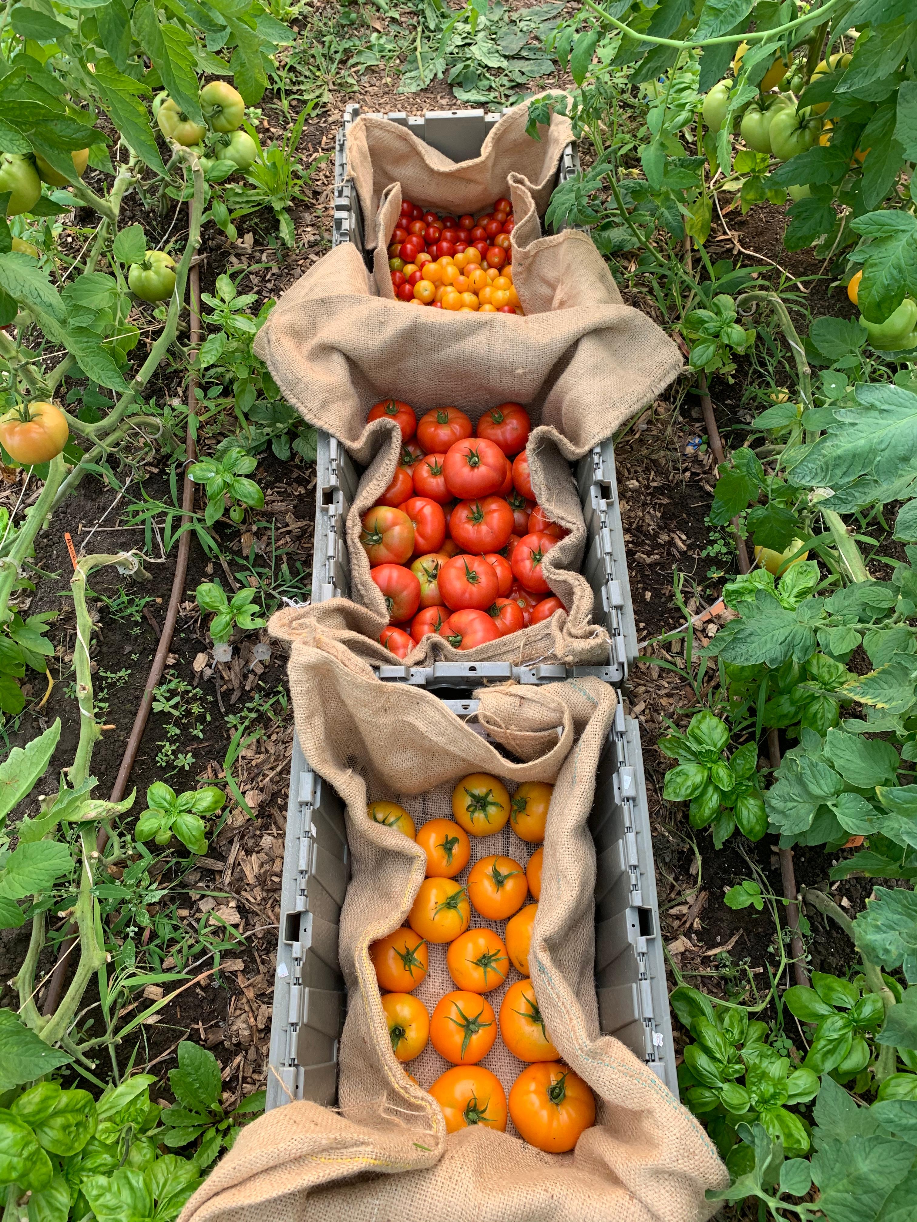 During the summer months our little hoop house provides a bounty of sweet and juicy Organic tomatoes. 