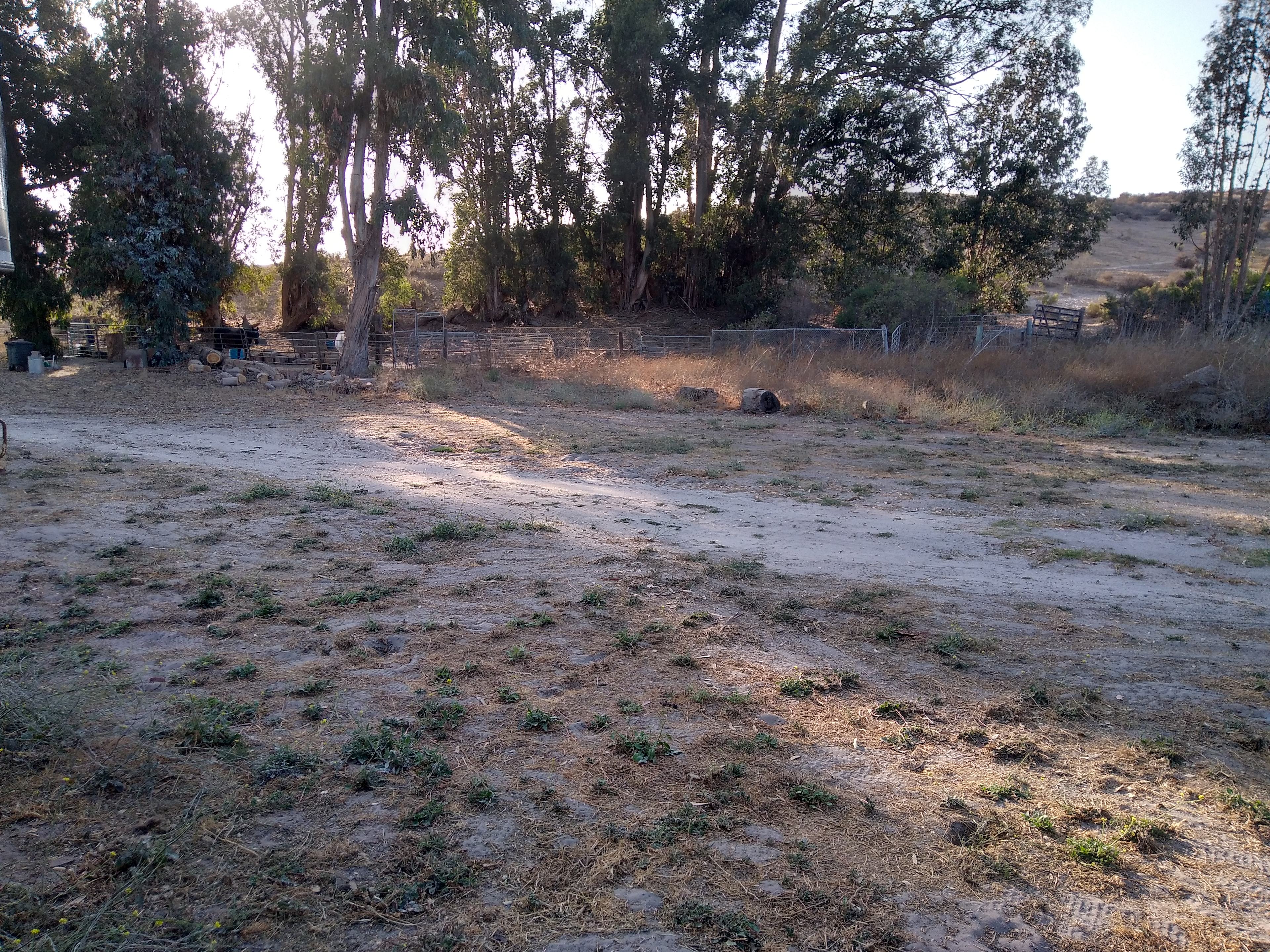 Camping area by the Eucalyptus trees.