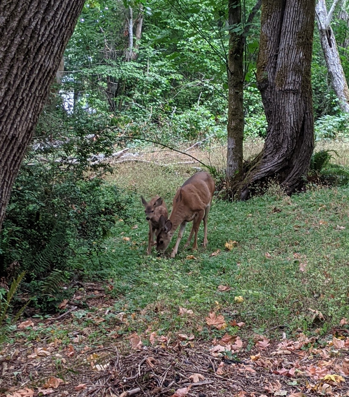 We had a sweet momma doe & her fawn wander through twice.  